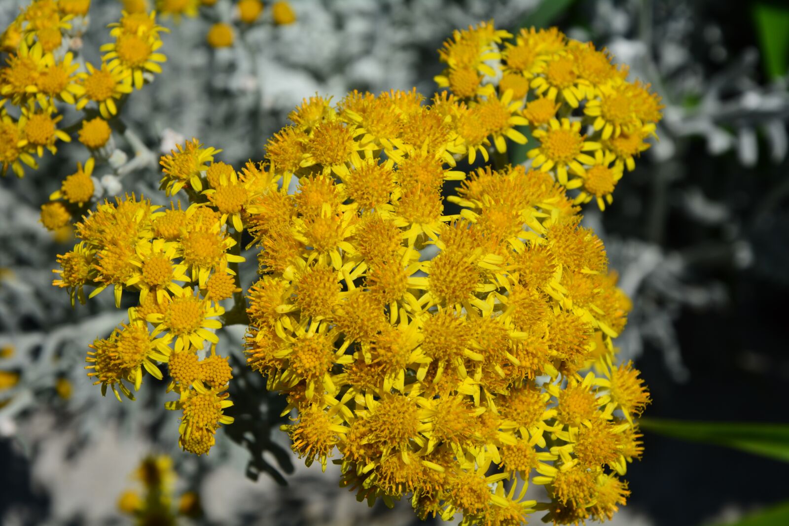 Nikon D7100 sample photo. Helichrysum, flowers, nature photography