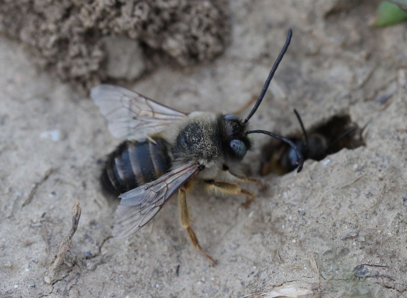 Canon EF-S 60mm F2.8 Macro USM sample photo. Bee, wild, anthill photography