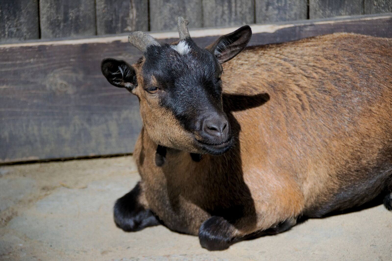 Nikon D3300 sample photo. Goat, horns, animal photography