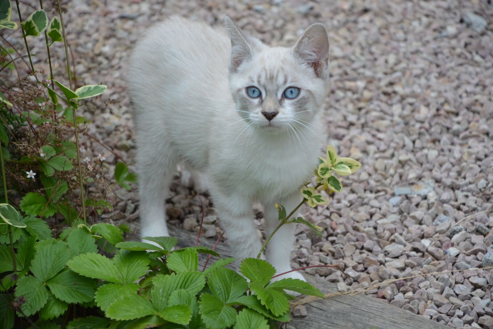 Nikon D5200 sample photo. Kitten, cat, animal photography