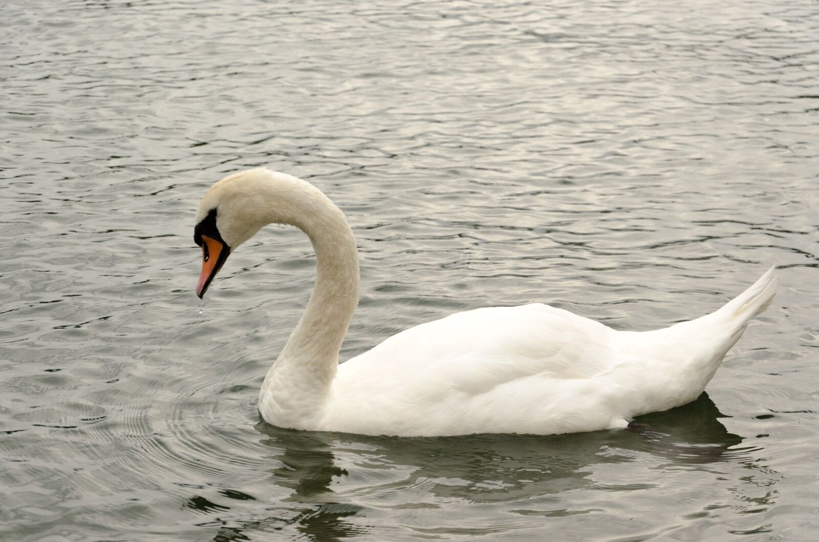 Nikon D5100 sample photo. Maschpark, nature, waters photography