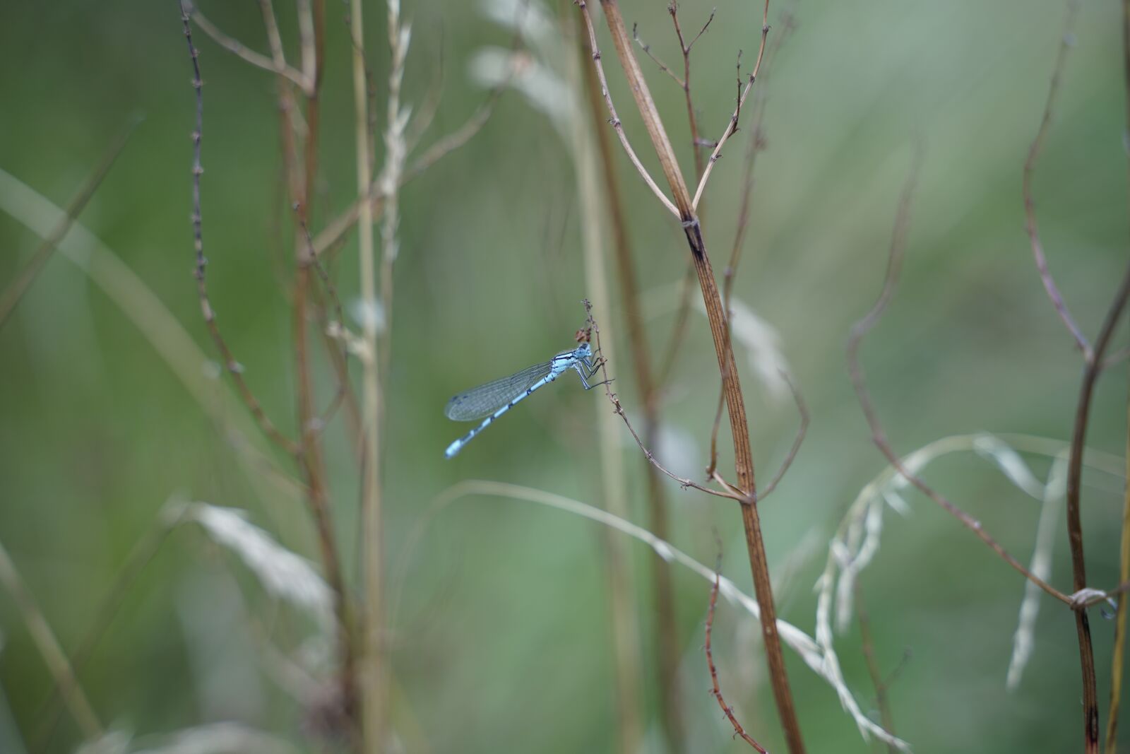 Sony a7 III sample photo. Dragonfly, insect, animals photography