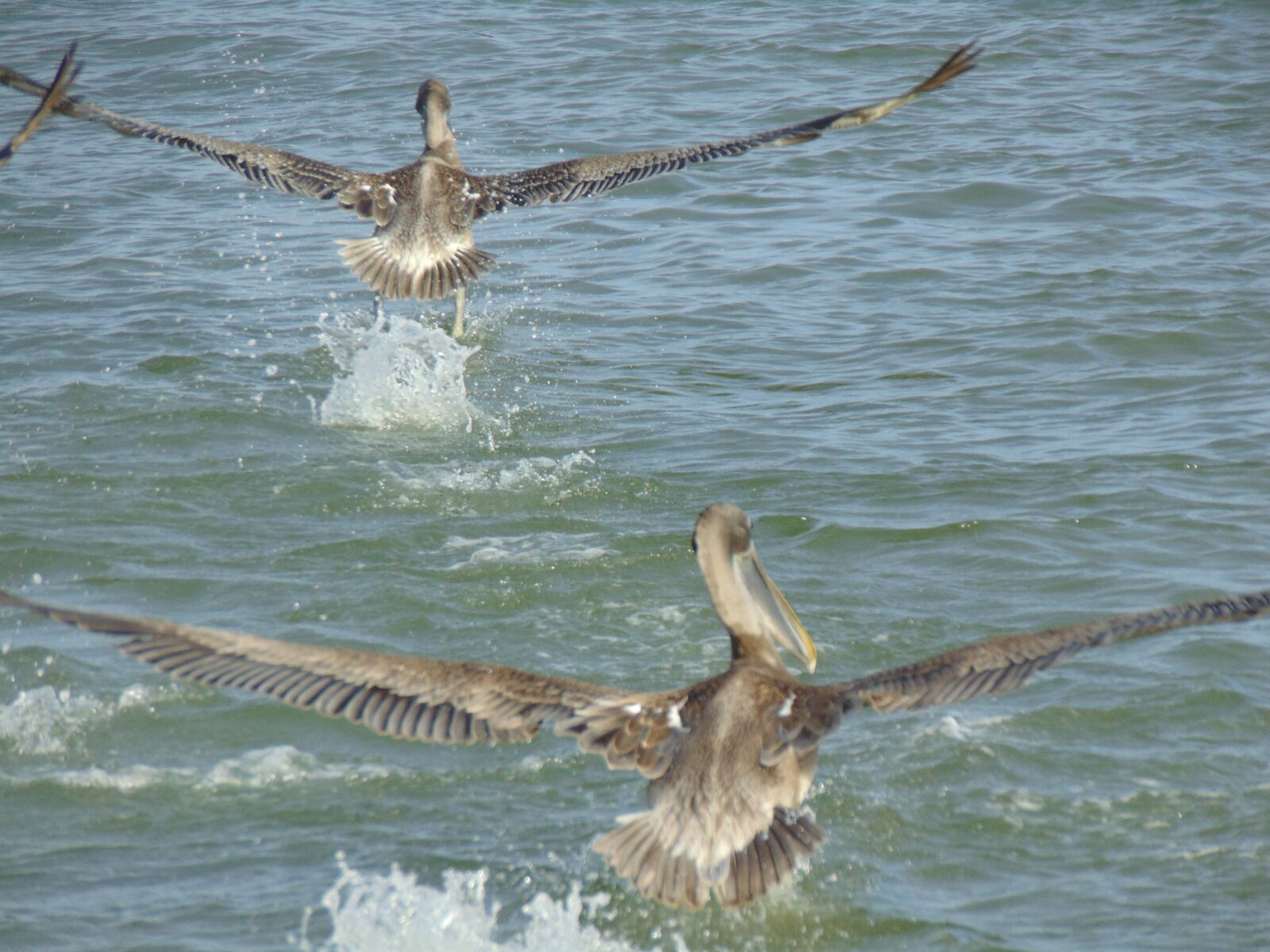 Sony Cyber-shot DSC-H300 sample photo. Ocean, pelicans photography