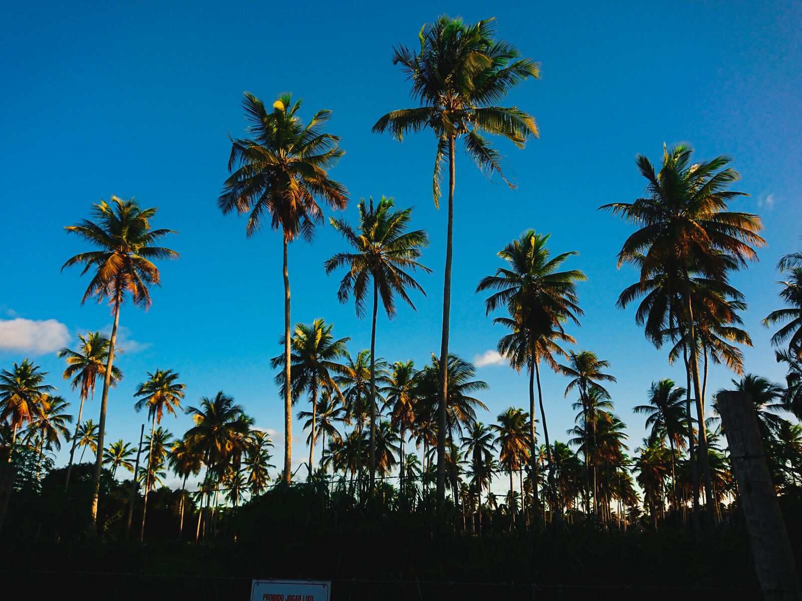Sony Xperia XZ Premium sample photo. Palm, sky, travel photography