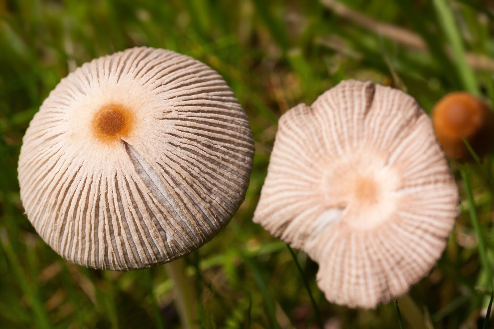 Canon EOS 50D sample photo. Mushroom, disc fungus, cap photography