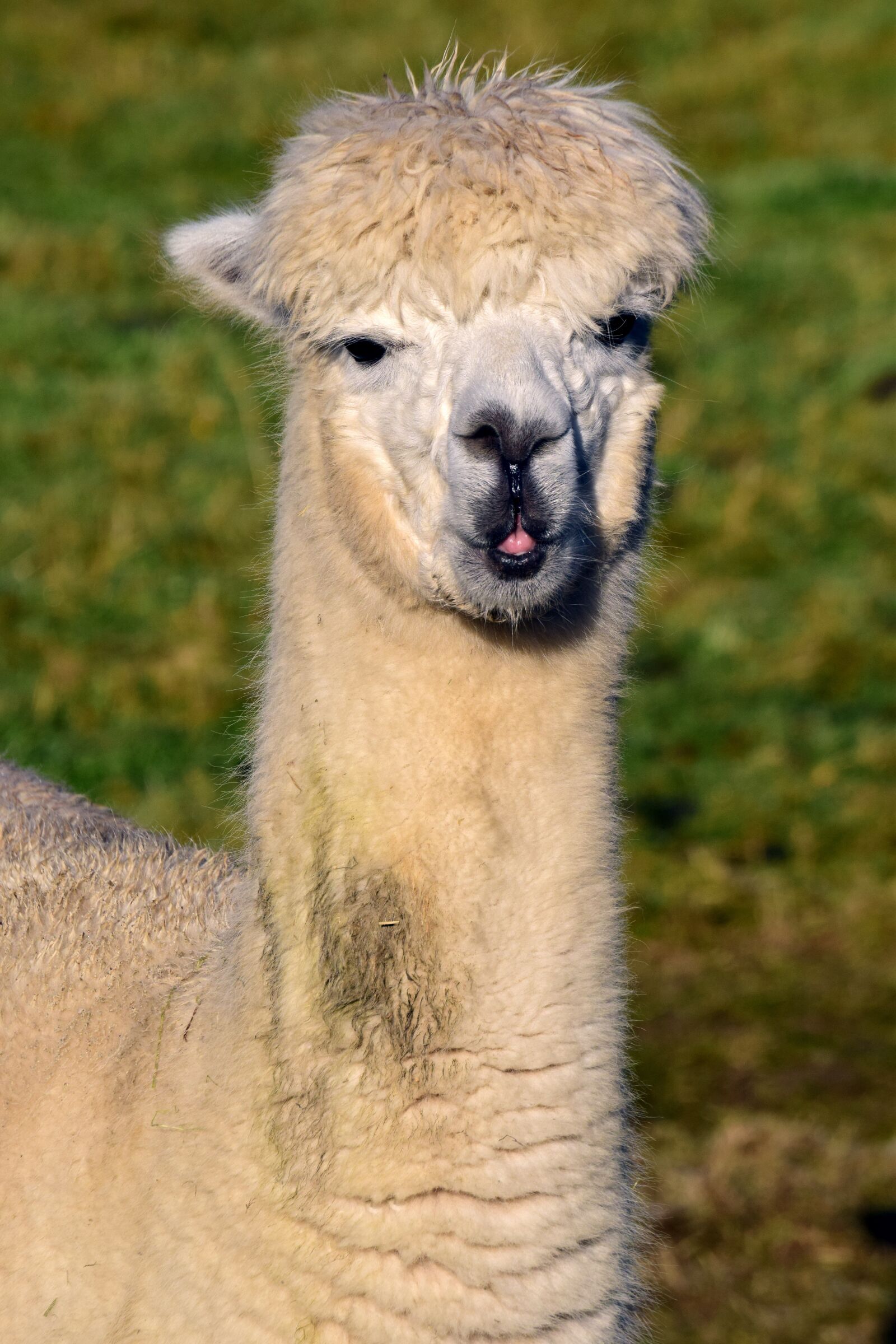 Nikon D3300 sample photo. Alpaca, mammal, animal photography