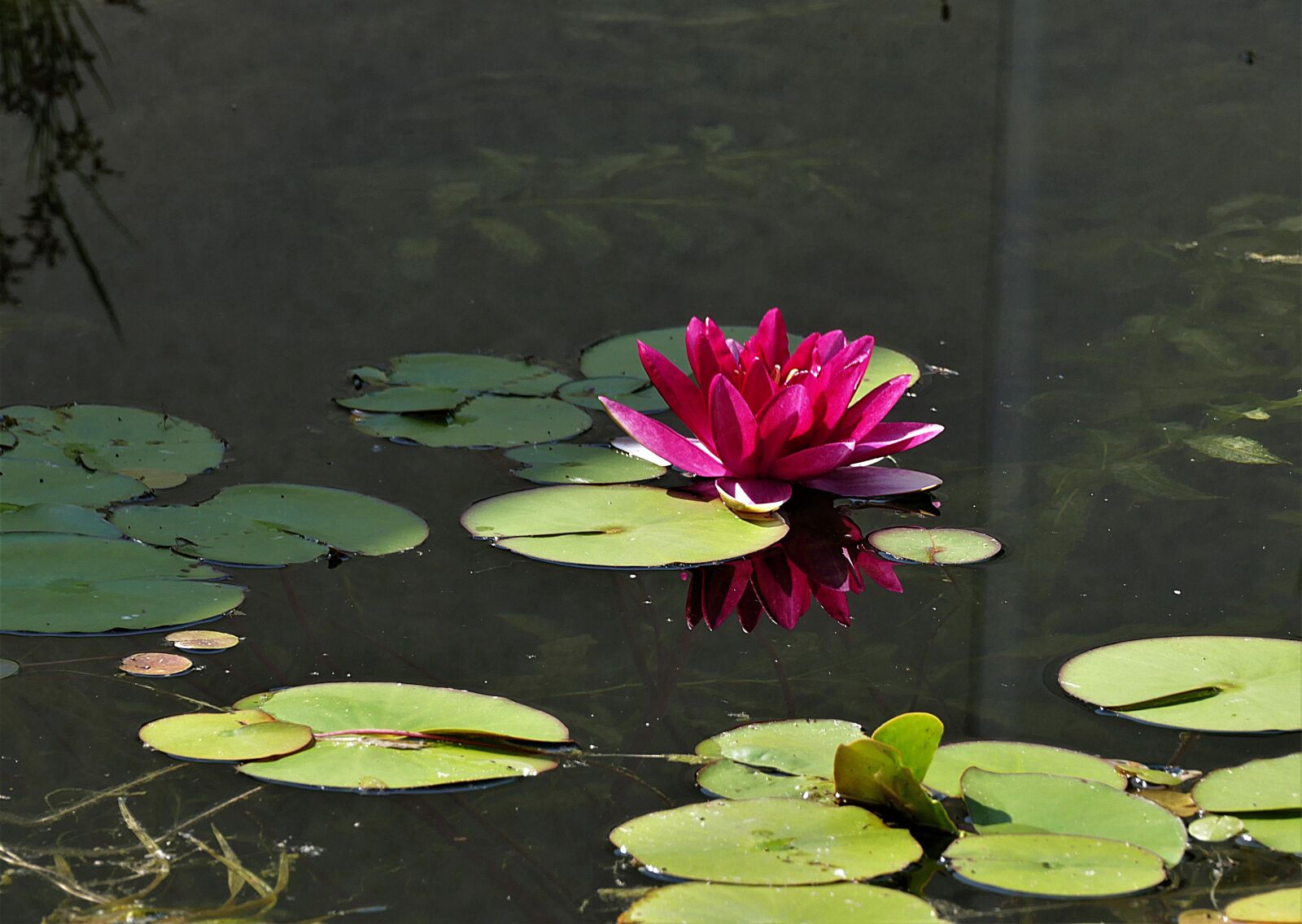 Panasonic Lumix DMC-FZ1000 sample photo. Water lily, nuphar lutea photography