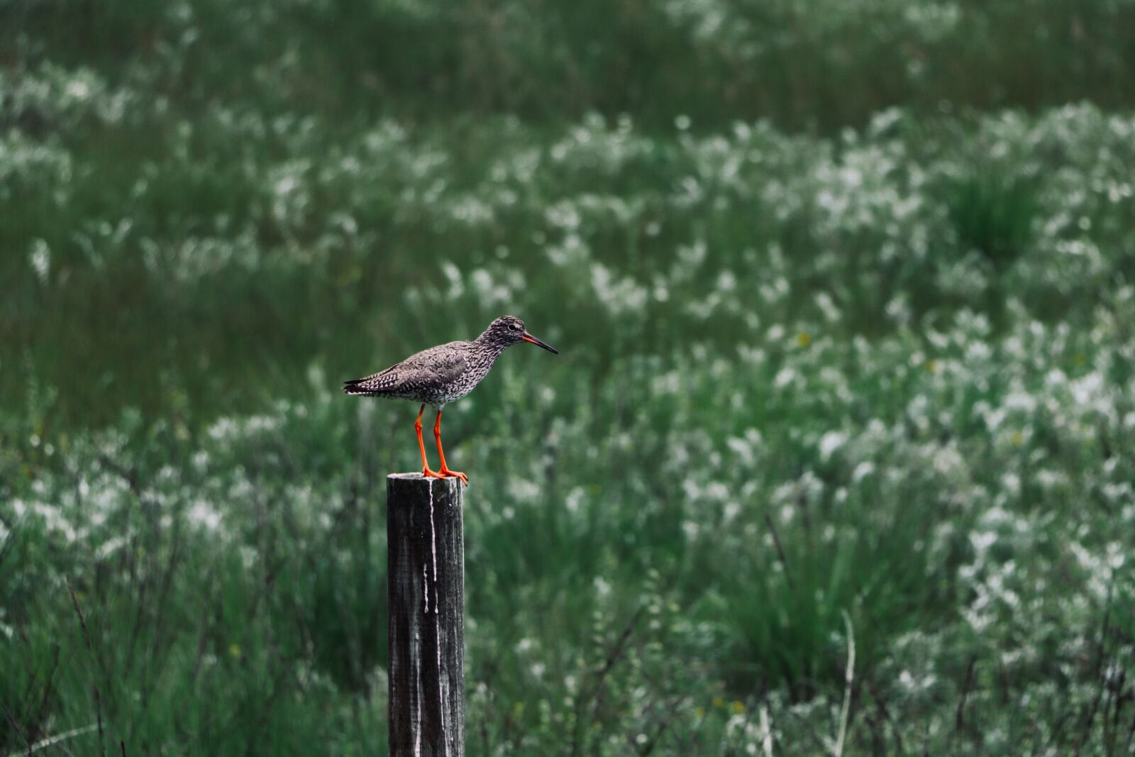 Canon EOS 800D (EOS Rebel T7i / EOS Kiss X9i) sample photo. Bird, branch, picket photography
