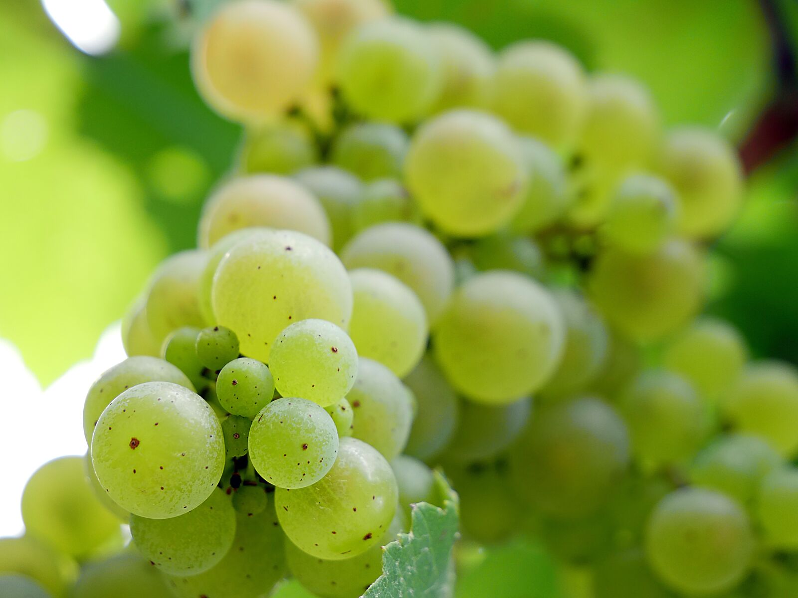 Panasonic Lumix DMC-GX8 sample photo. Grape, vine, wine photography