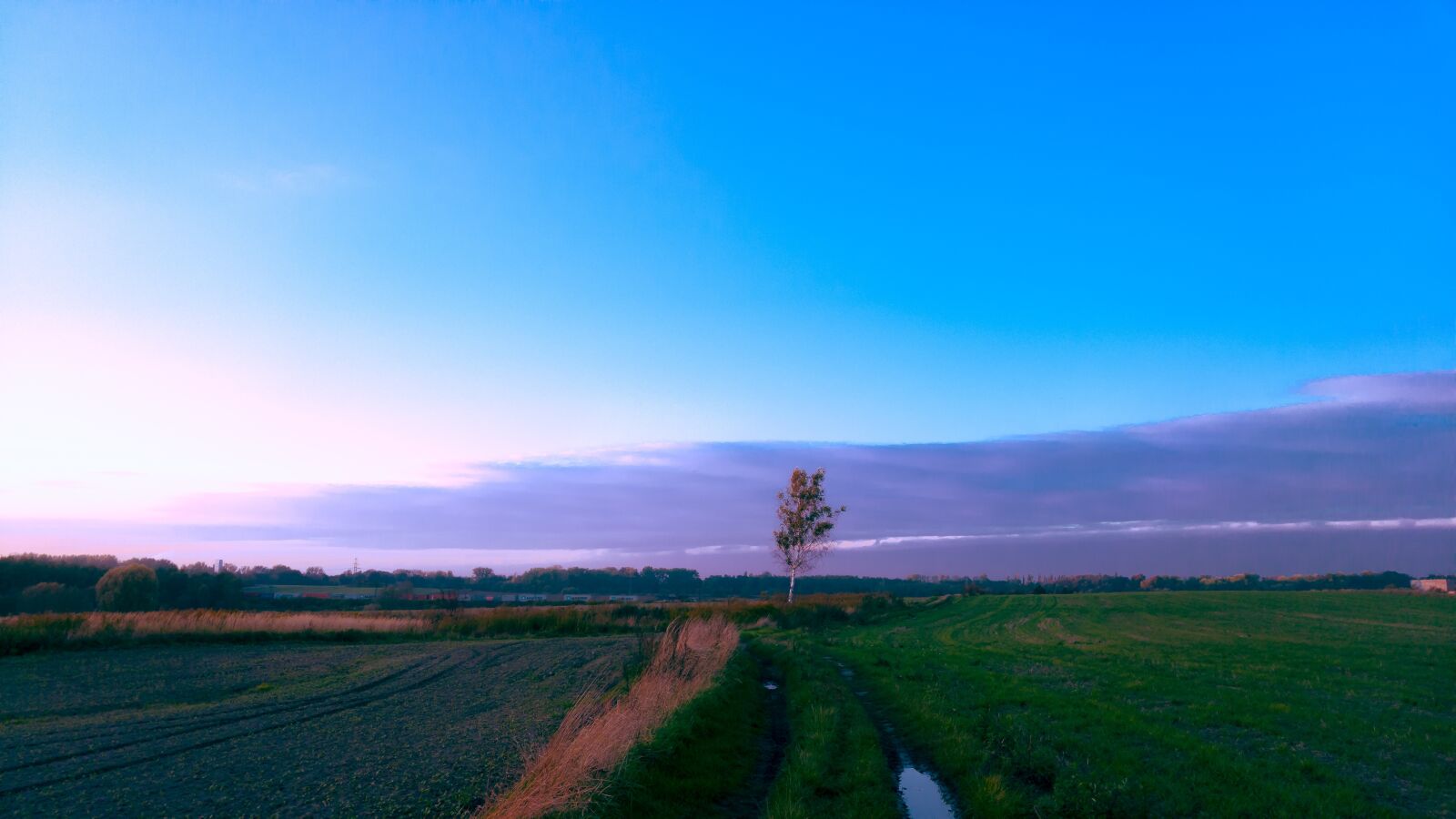 LG G4 sample photo. Meadow, summer, tree photography