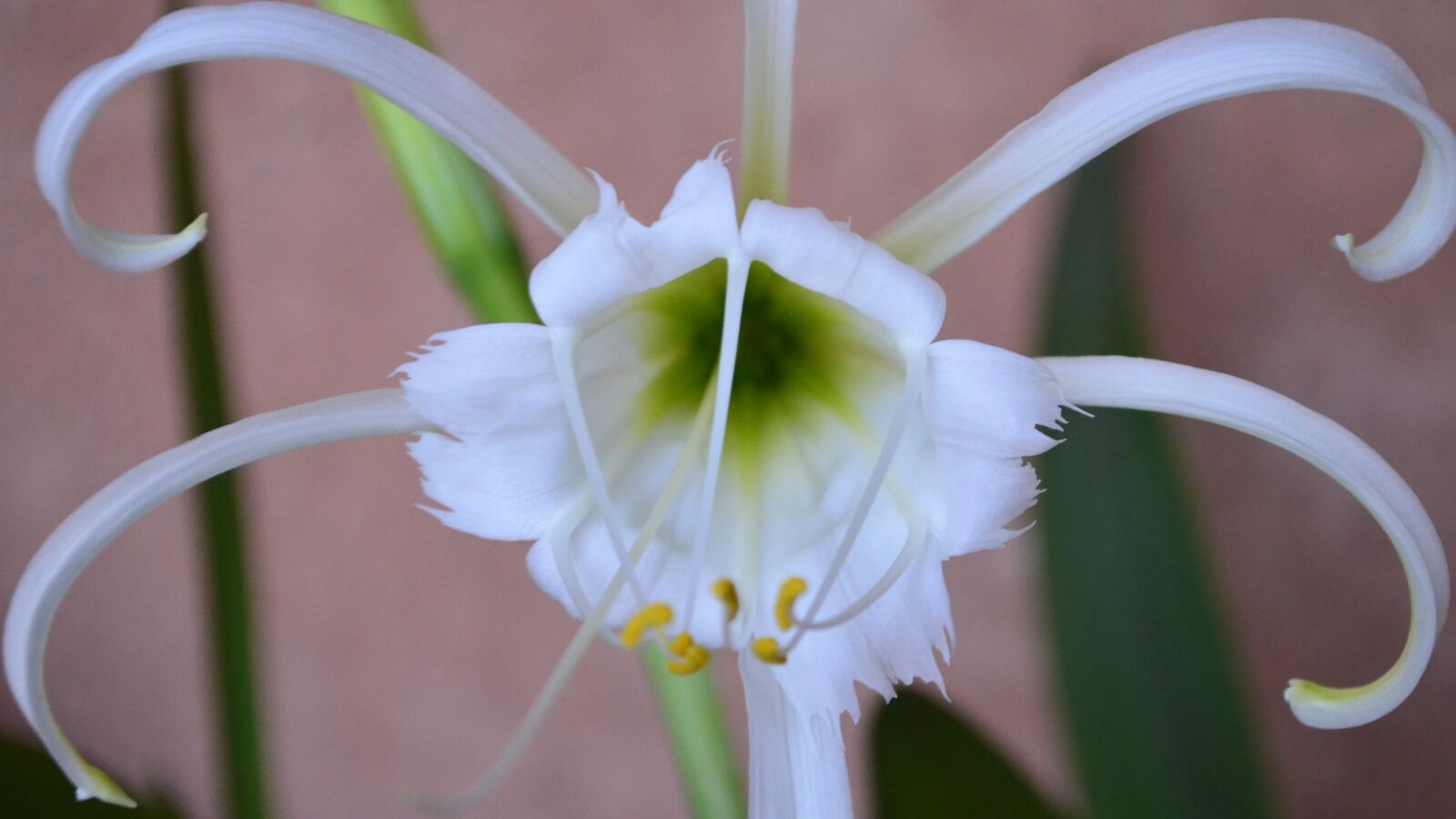 Nikon D5100 sample photo. Peruvian daffodil, bulb, plant photography