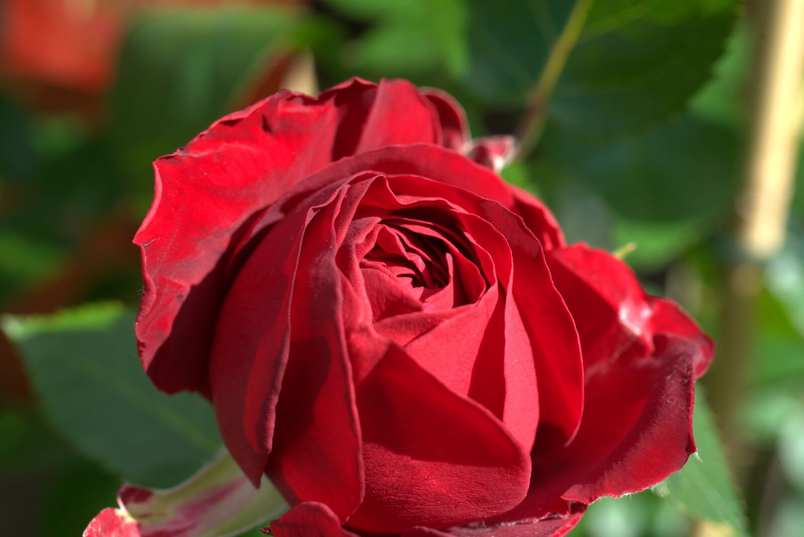 Sony a7 II sample photo. Rose, flower, garden photography