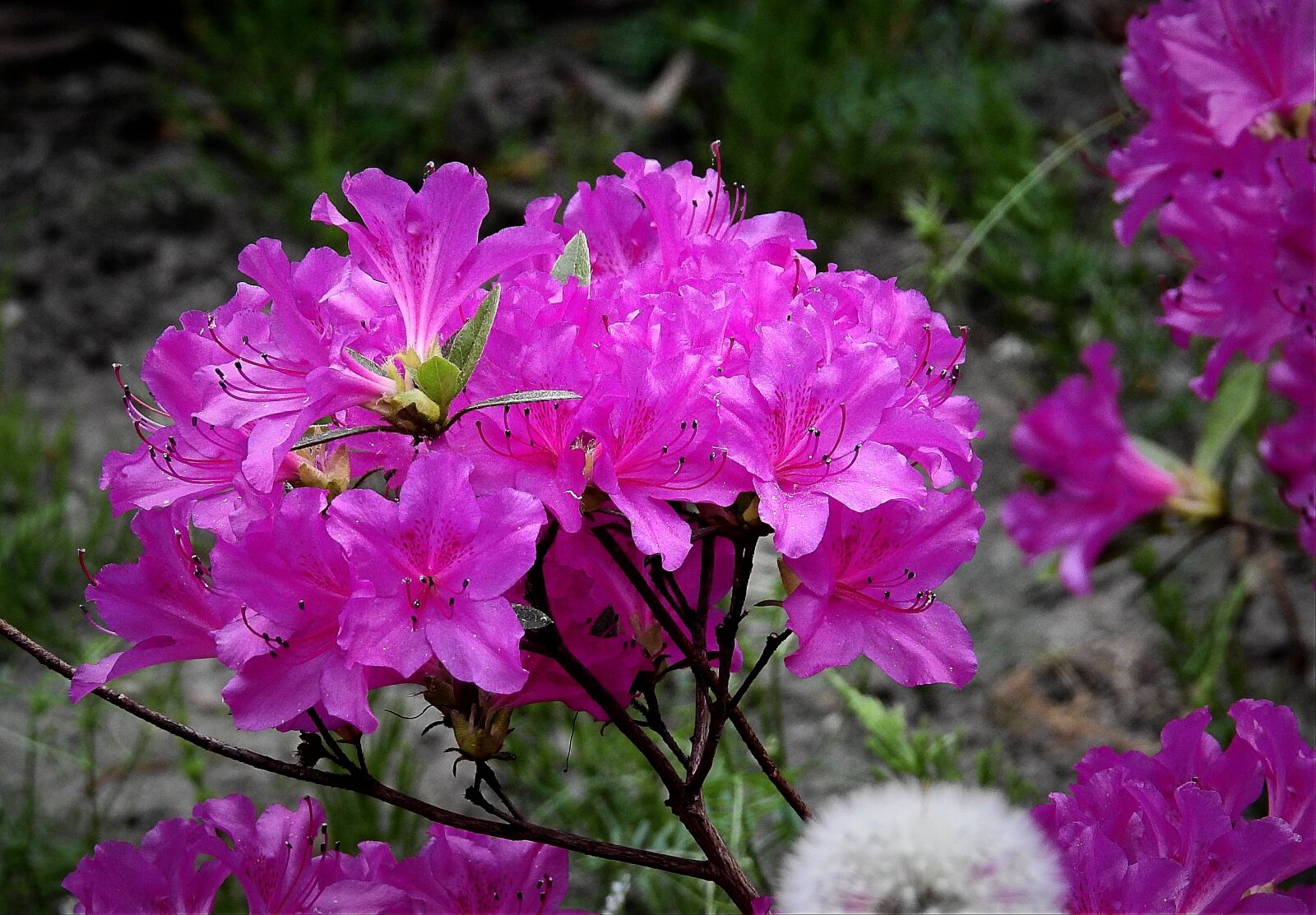 Nikon Coolpix P900 sample photo. Flowers, pink, nature photography