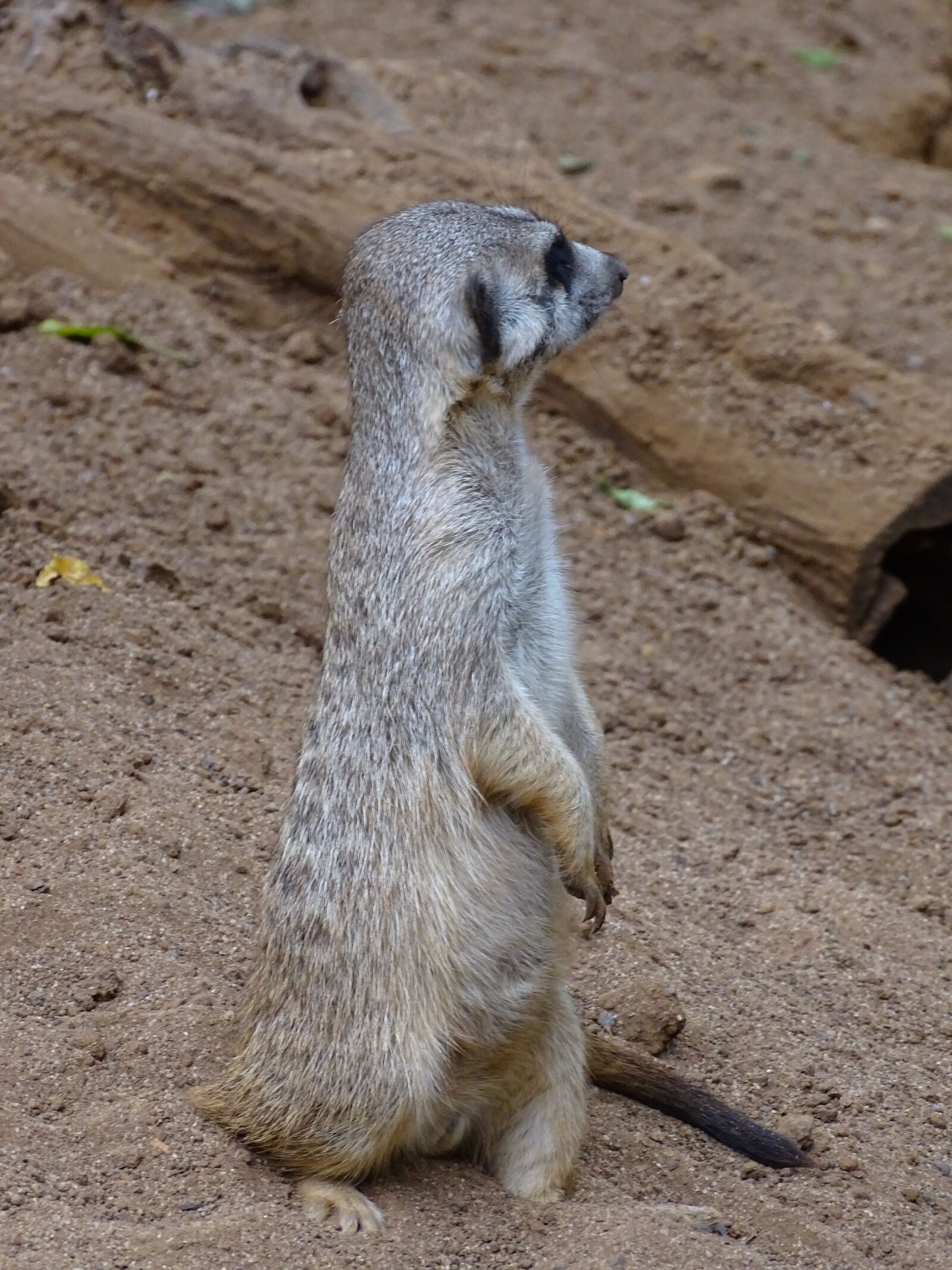 Sony Cyber-shot DSC-HX400V sample photo. Meerkat, animal, mammal photography