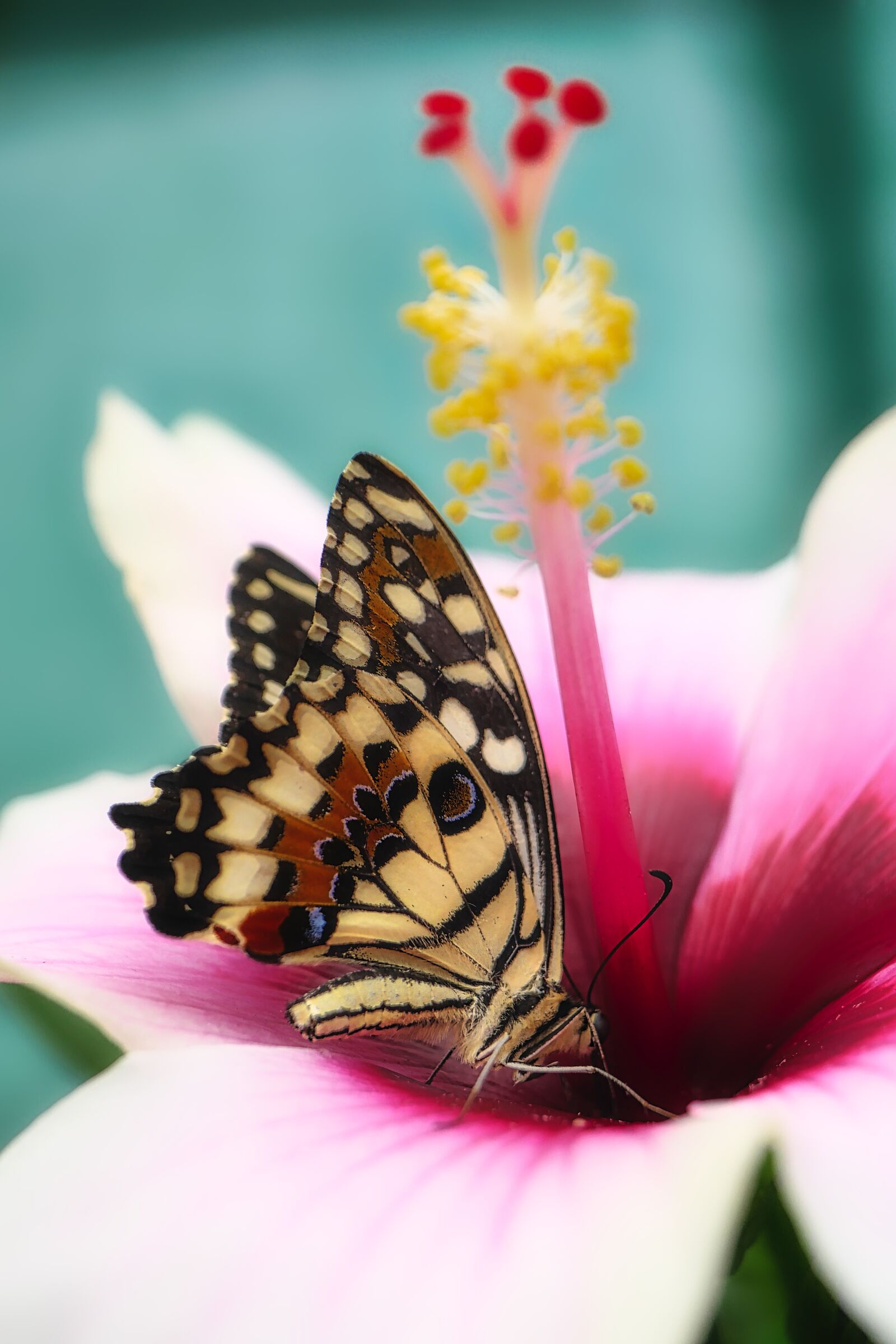 Panasonic Lumix DMC-GX8 sample photo. Butterfly, close up, insect photography