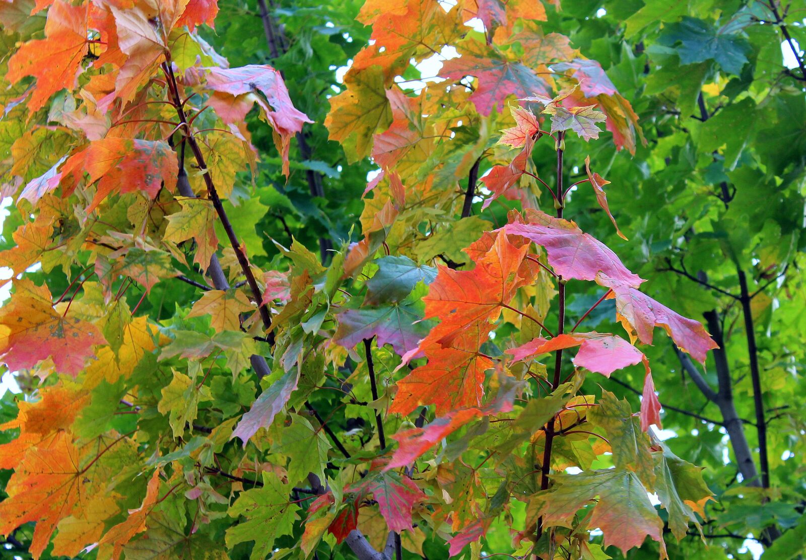 Canon EOS 1200D (EOS Rebel T5 / EOS Kiss X70 / EOS Hi) sample photo. Clone, maple leaves, the photography