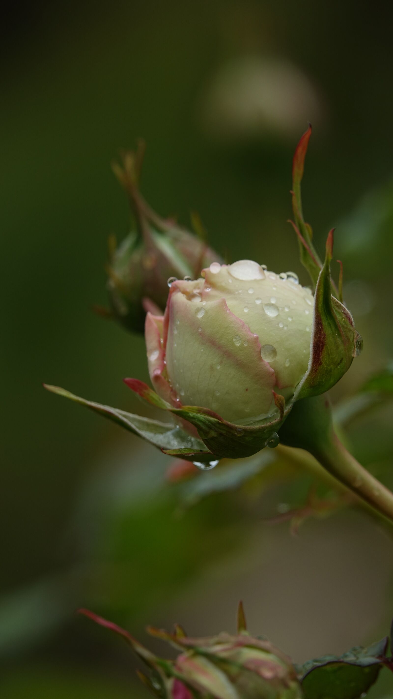 Sony Cyber-shot DSC-RX10 III sample photo. Pink, button photography