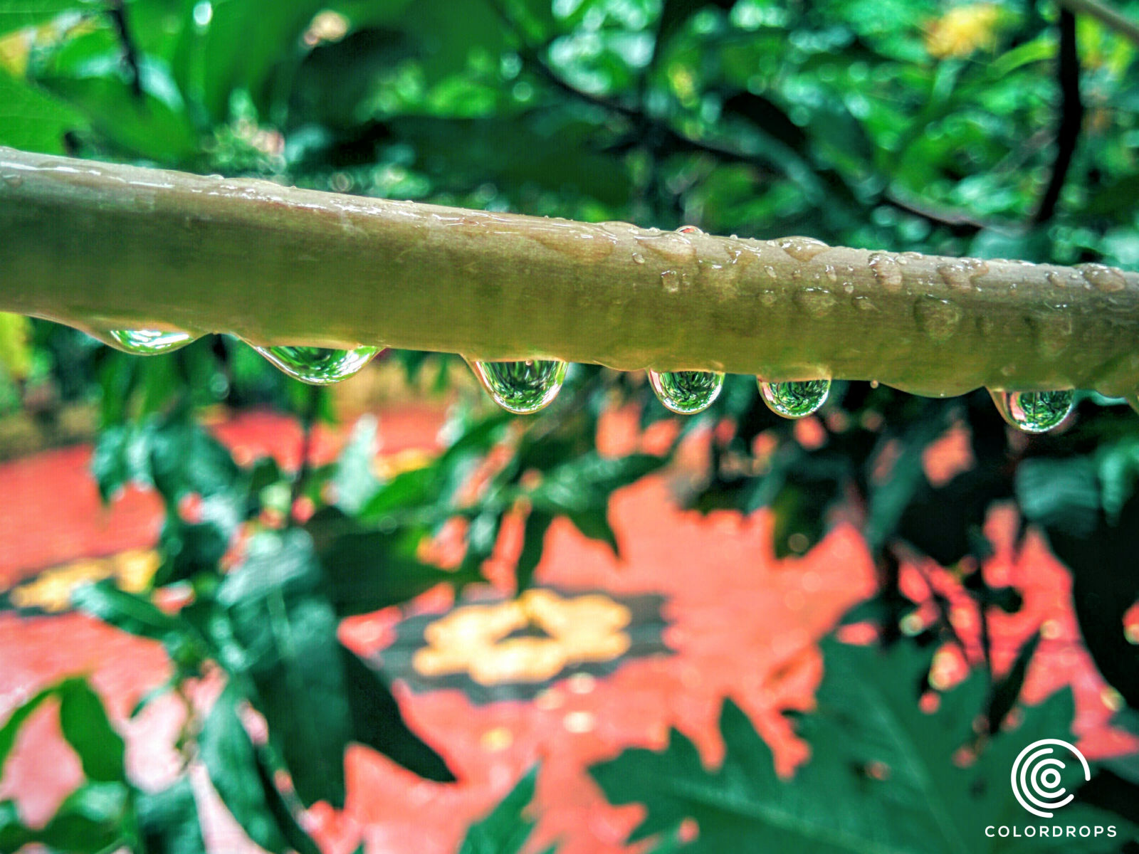 LG Nexus 5 sample photo. Drops, green, india, kerala photography
