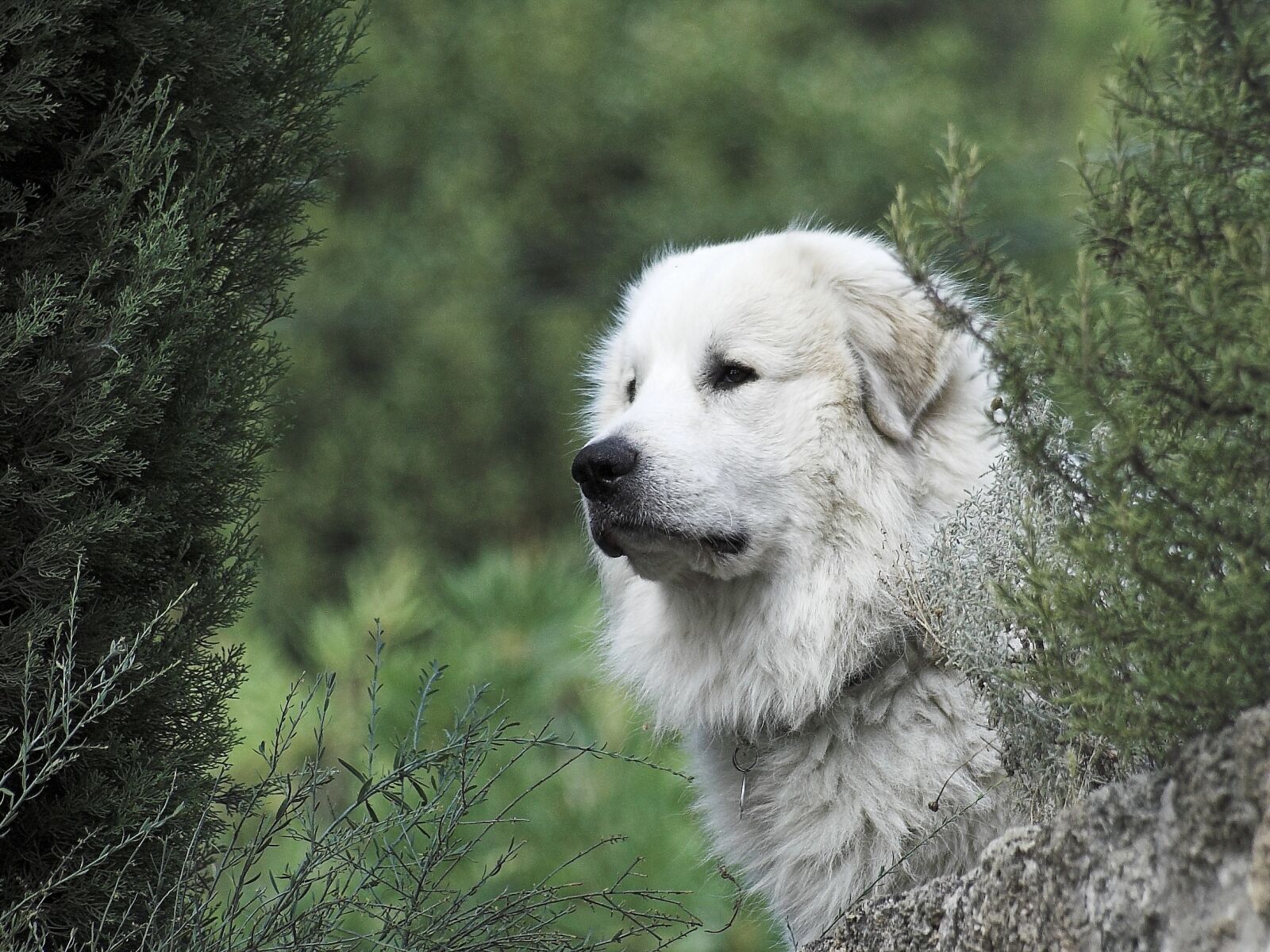 KONICA MINOLTA DYNAX 5D sample photo. Pyrenean mountain dog, head photography