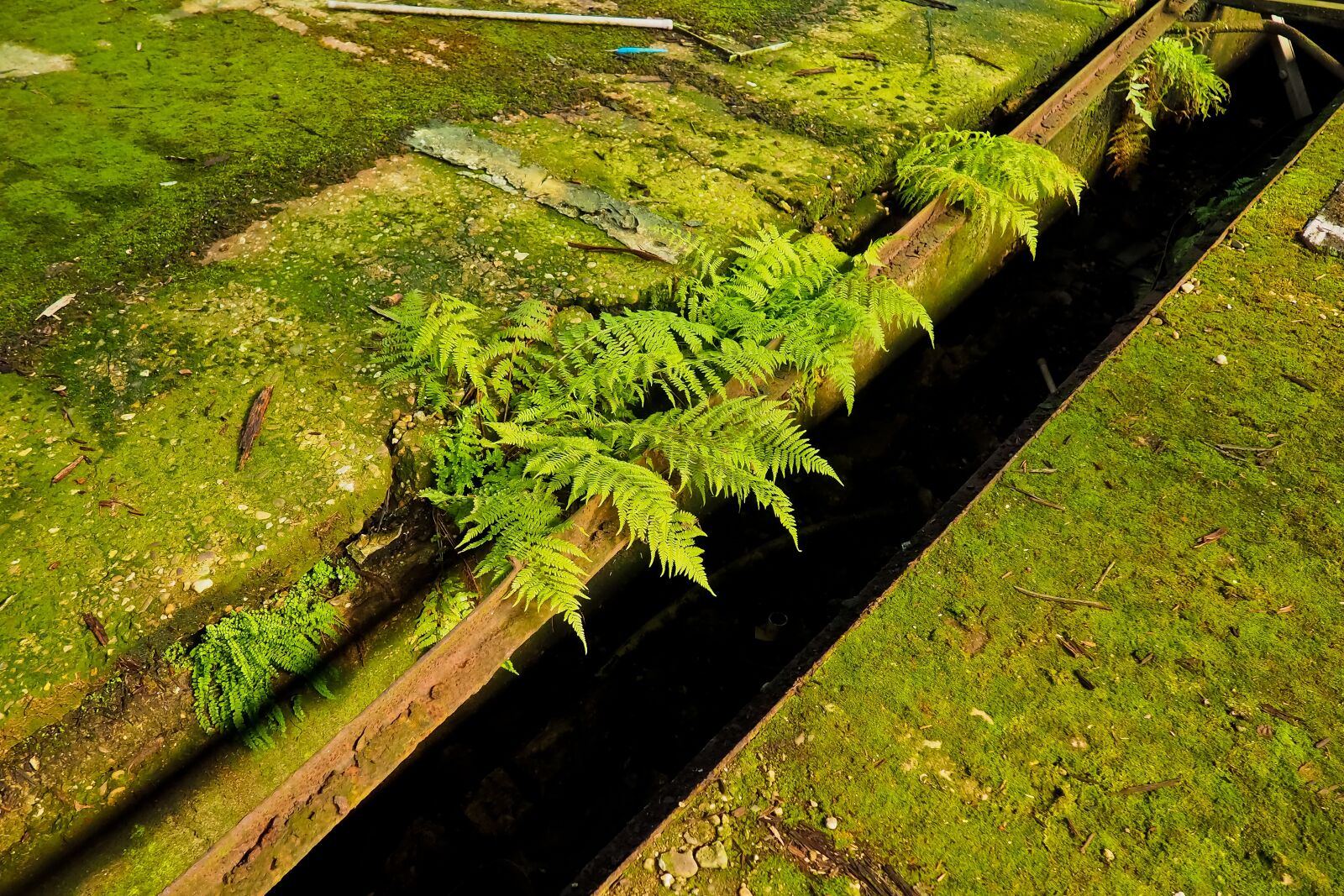 Olympus OM-D E-M10 sample photo. Lost places, pforphoto, old photography