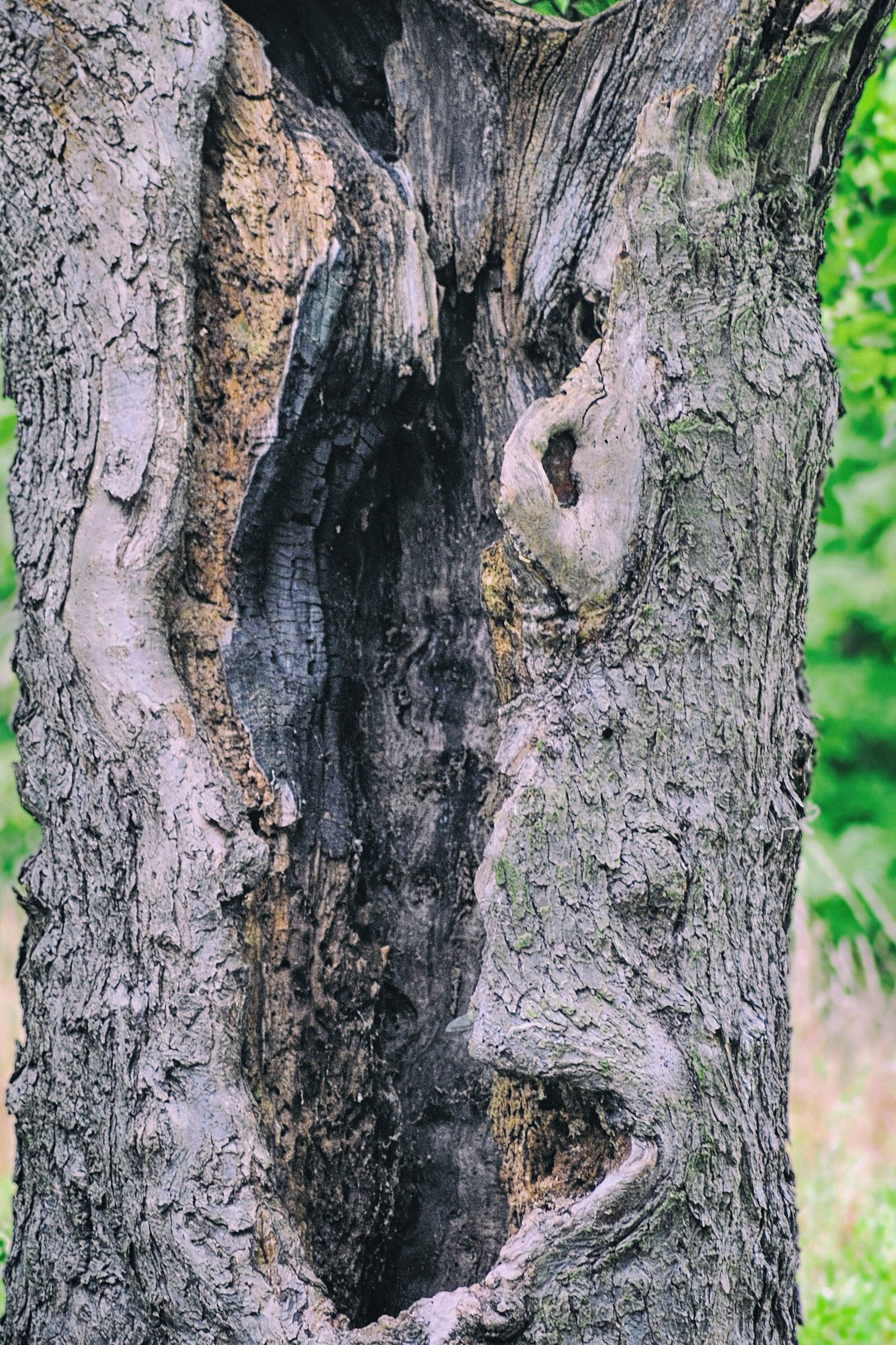 Nikon D3000 sample photo. Log, tribe, morsch photography