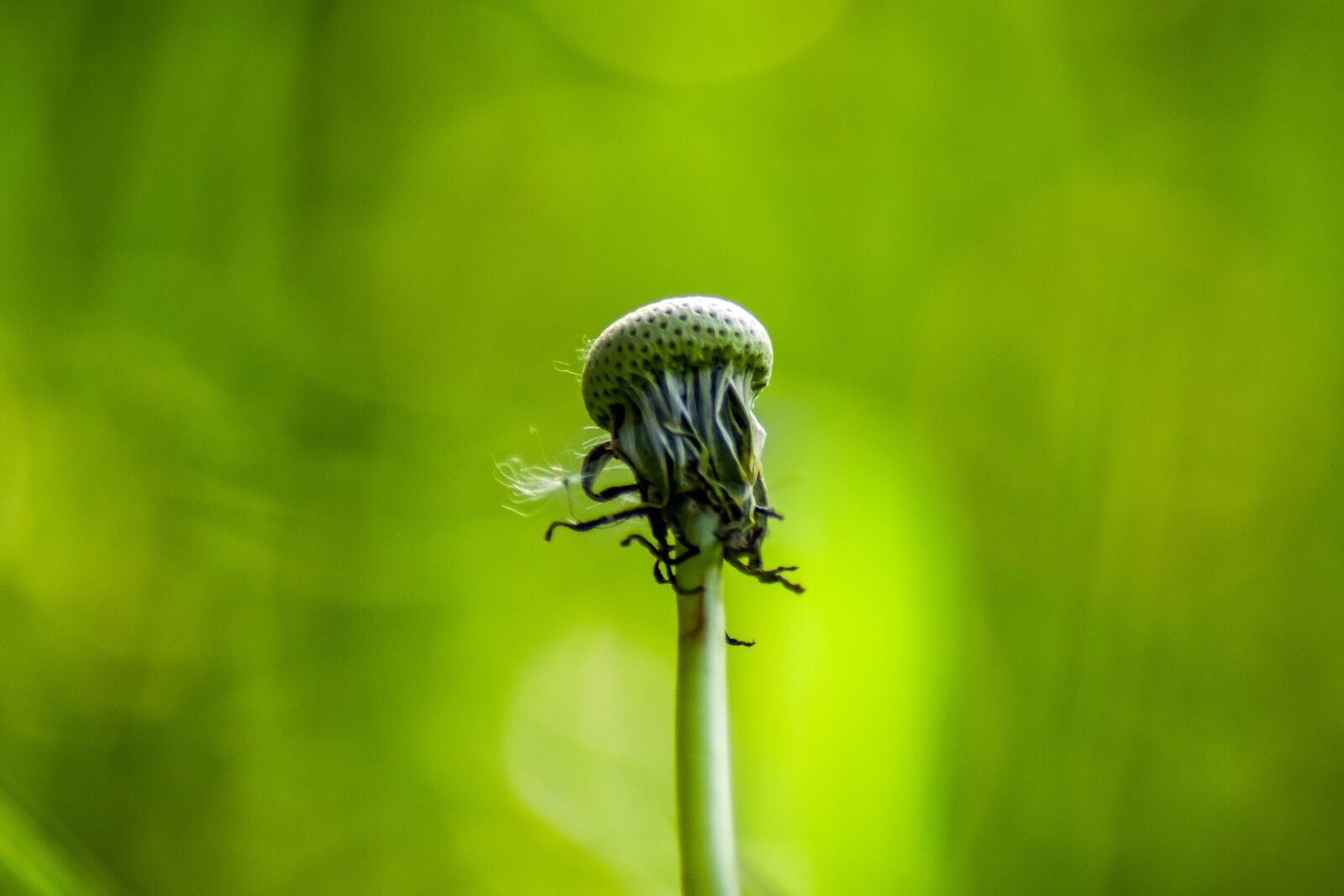 Nikon D5300 sample photo. Dandelion, withered dandelion, green photography