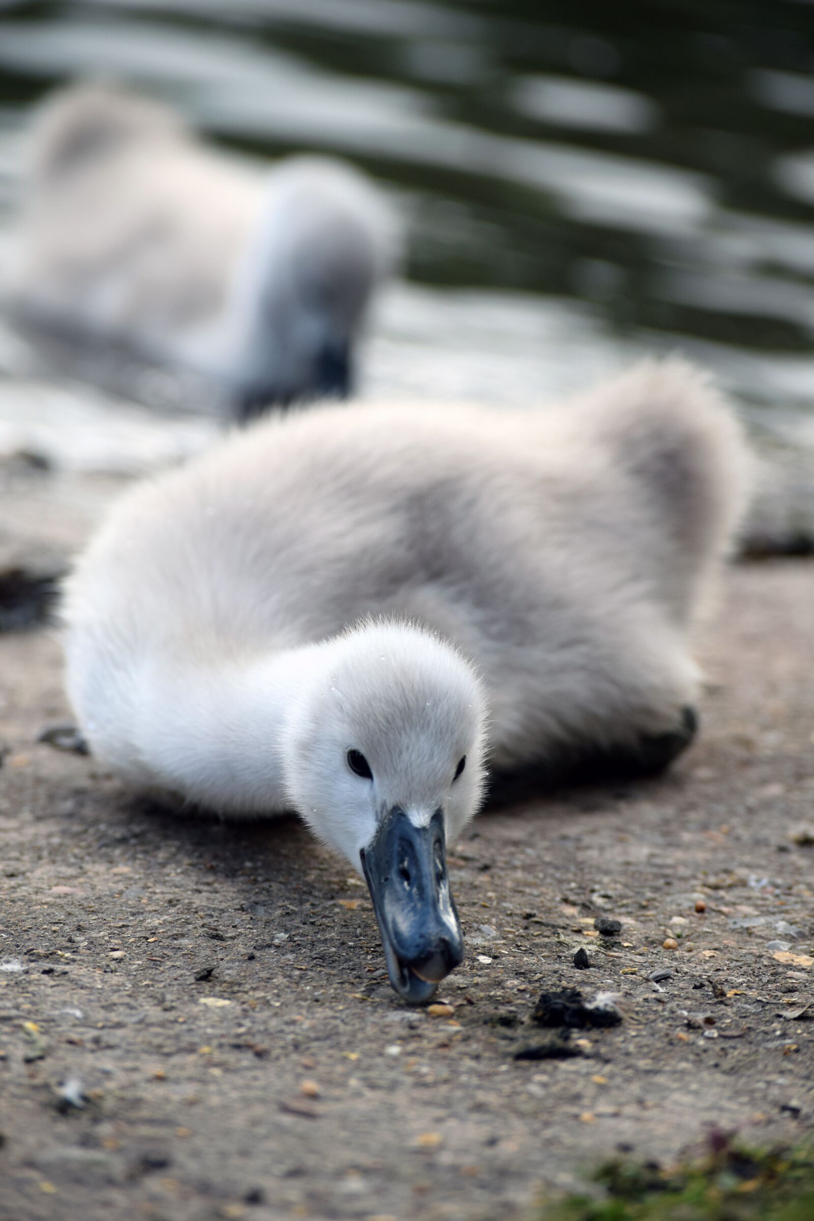 Nikon D3300 sample photo. Mute swan, mute swan photography