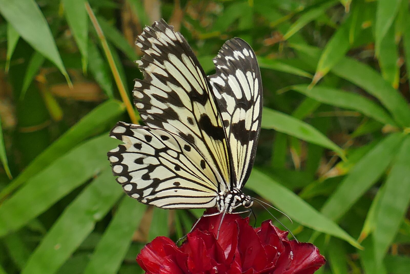 Panasonic Lumix DMC-FZ1000 sample photo. Butterfly, black and white photography