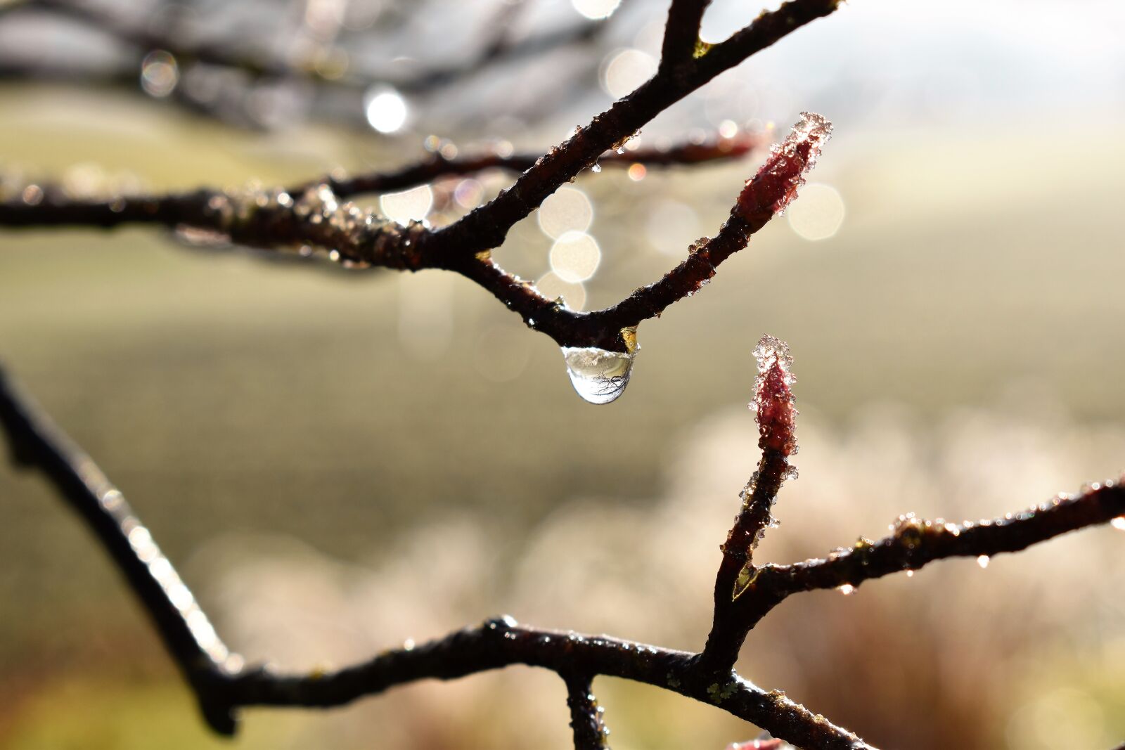 Nikon D5500 sample photo. Drip, dew, dewdrop photography