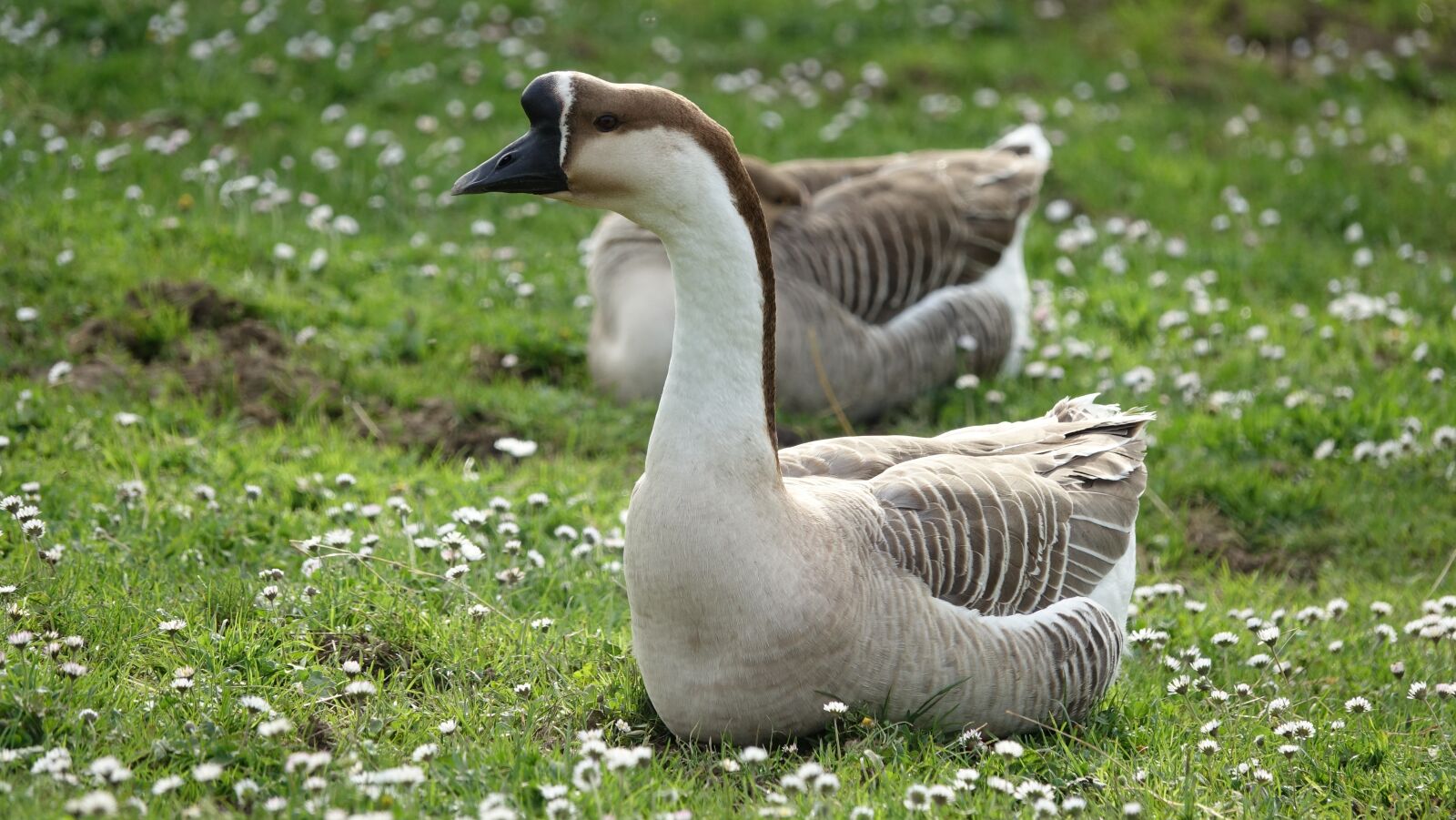 Sony Cyber-shot DSC-RX10 III sample photo. Goose, nature, fauna photography