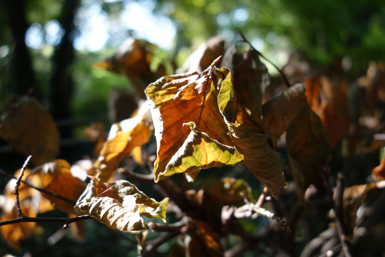Sony Cyber-shot DSC-RX100 sample photo. Leaves, autumn, forest floor photography