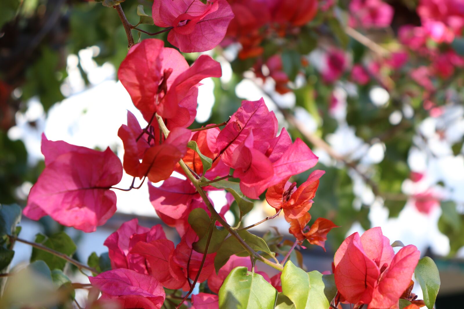 Canon EOS 800D (EOS Rebel T7i / EOS Kiss X9i) sample photo. Flower, red, bougainvillea photography