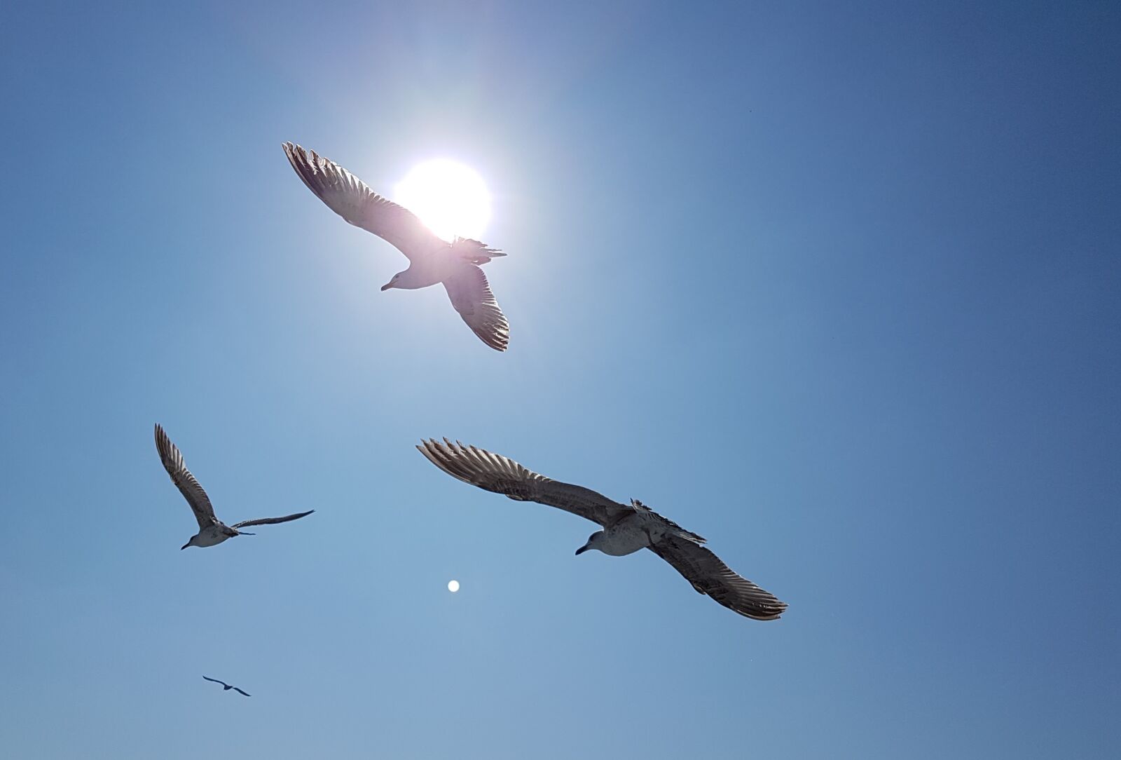Samsung Galaxy S7 Edge sample photo. Gull, sun, bird photography