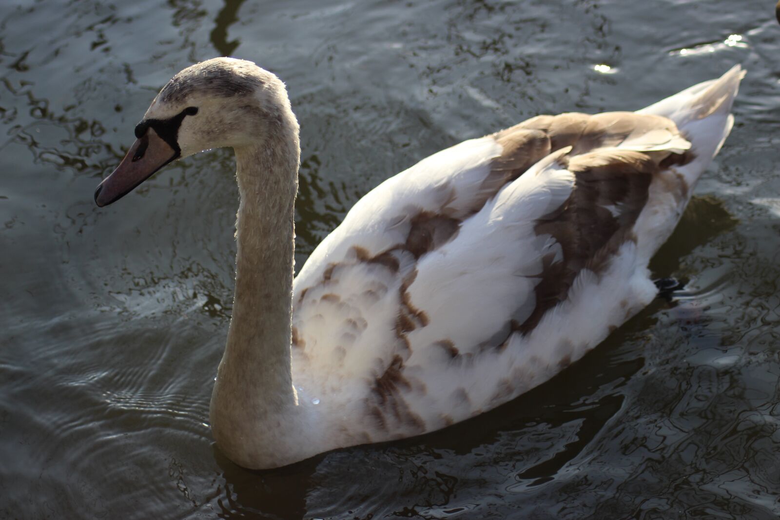 Canon EOS 700D (EOS Rebel T5i / EOS Kiss X7i) sample photo. Bird, water, nature photography