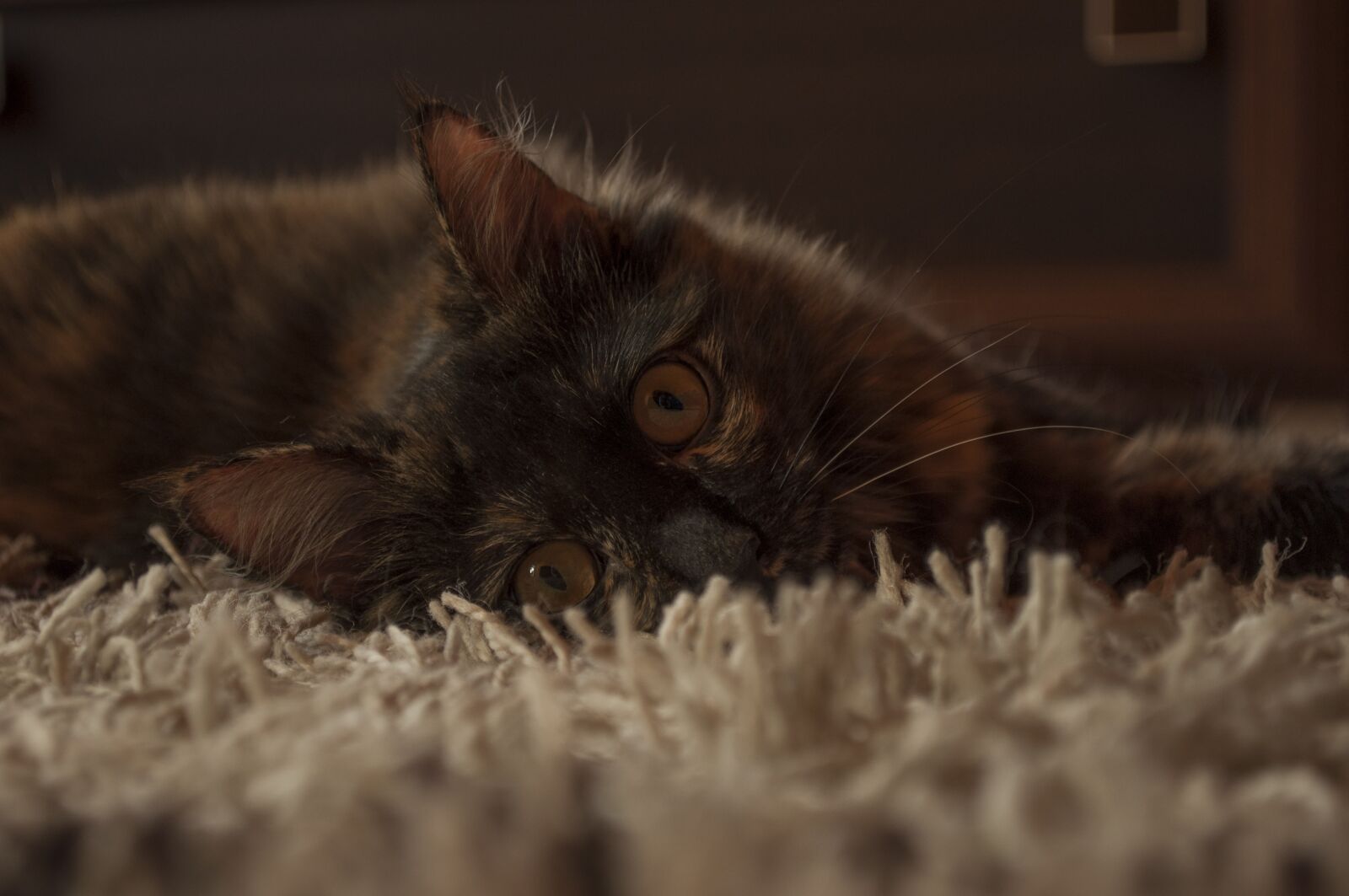 Nikon D5000 sample photo. Cat, predator, fur photography