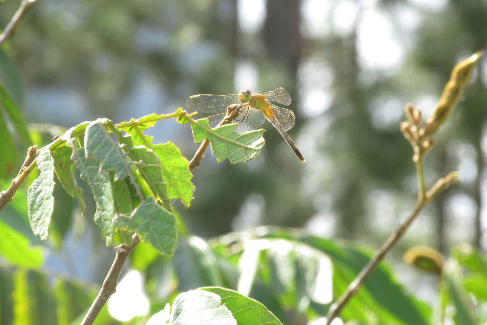 Canon PowerShot SX170 IS sample photo. Dragonfly, nature, insect photography