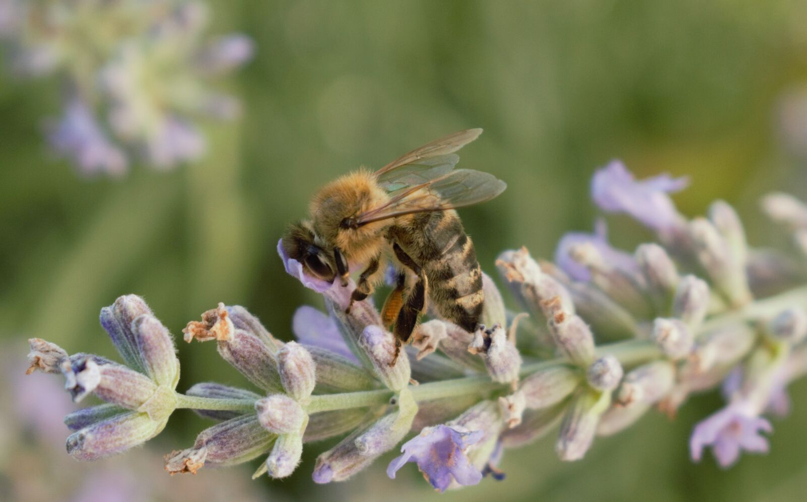 Nikon D5300 sample photo. Bee, nature, insect photography
