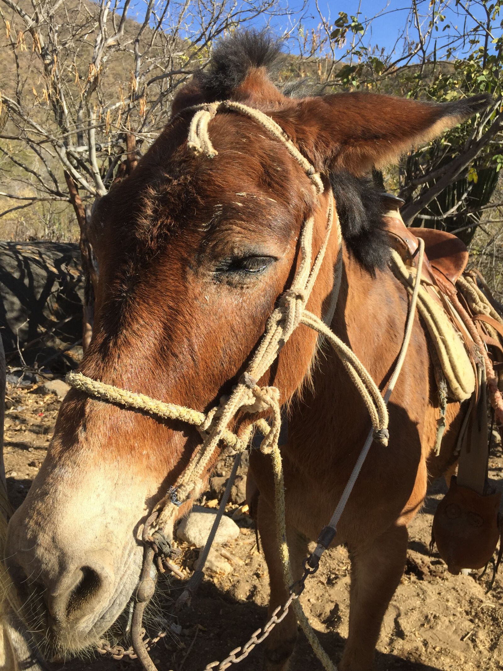 iPhone 6 back camera 4.15mm f/2.2 sample photo. Mule, donkey, animal photography