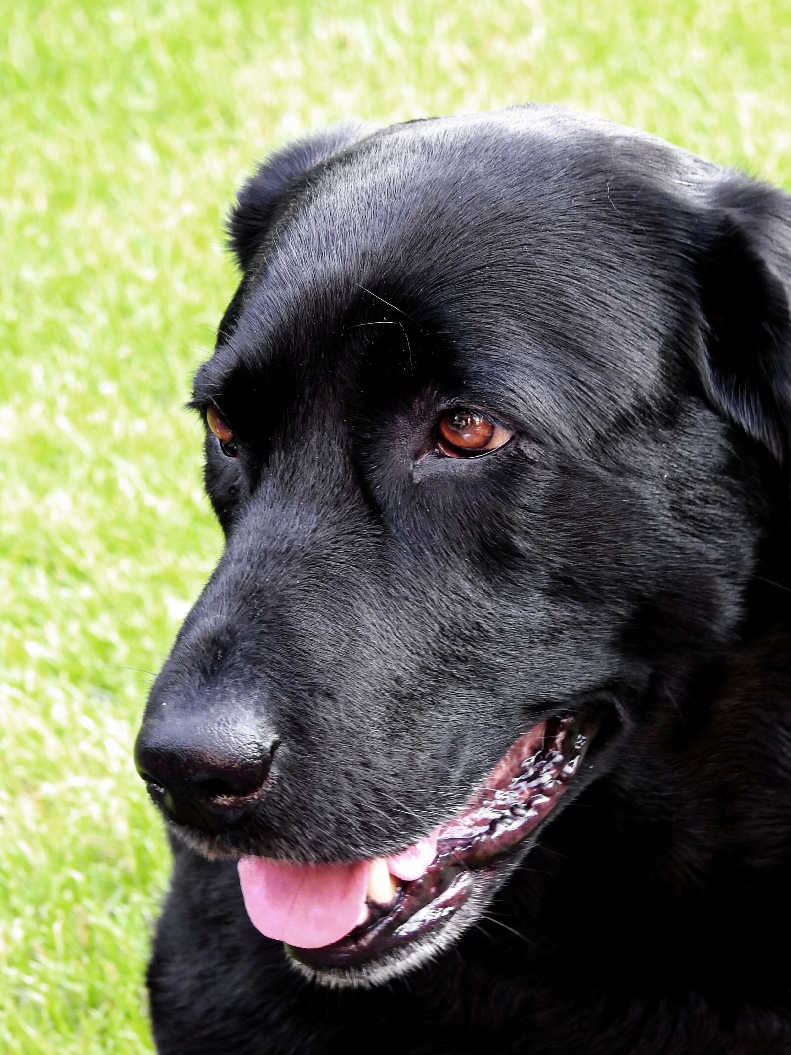 Nikon Coolpix P900 sample photo. Dog, labrador, pet photography