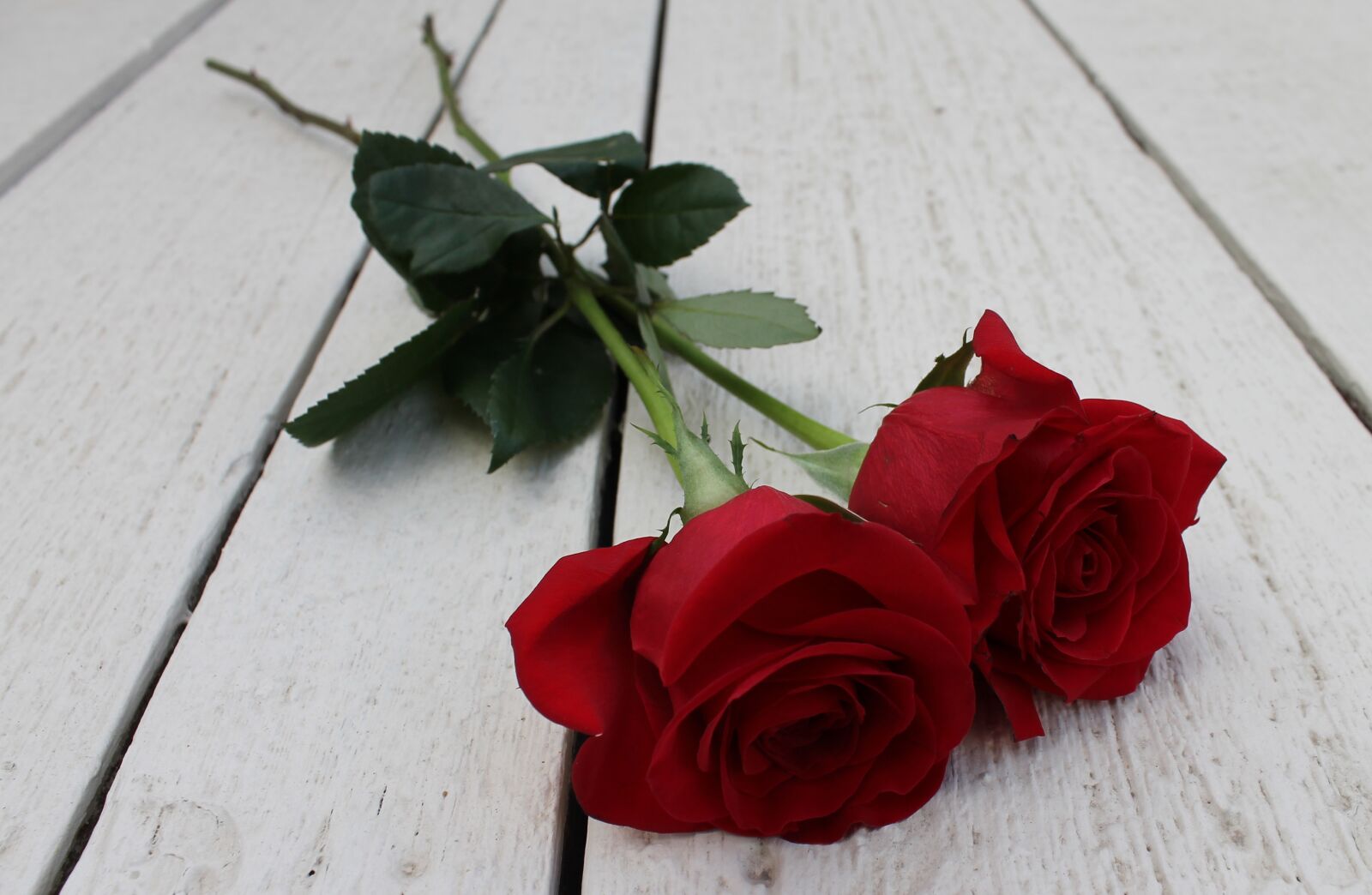 Canon EOS 1100D (EOS Rebel T3 / EOS Kiss X50) sample photo. Red rose, roses, flower photography