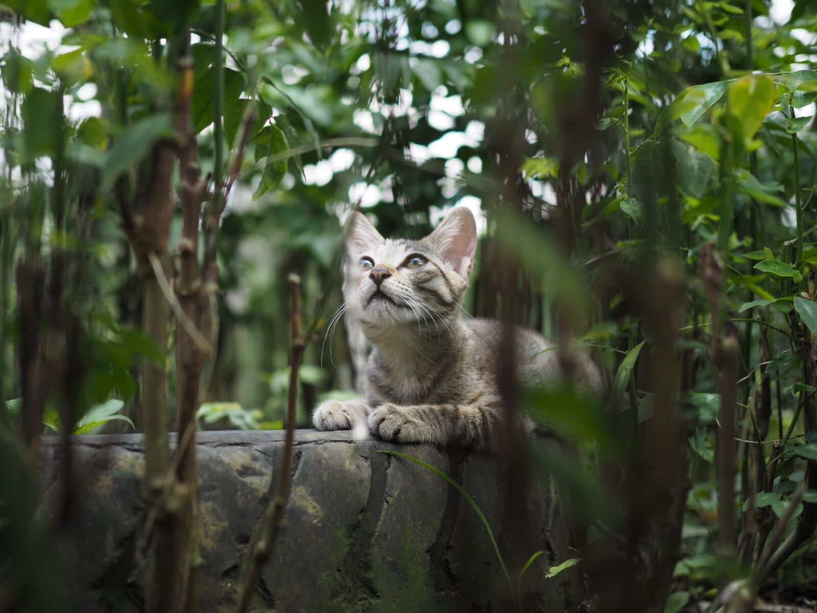 Olympus PEN E-PL7 + Olympus M.Zuiko Digital 25mm F1.8 sample photo. Cat, look up, pet photography