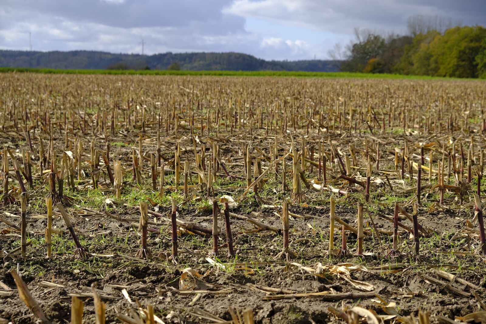 Fujifilm XF 18-55mm F2.8-4 R LM OIS sample photo. Field, agriculture, stubble photography