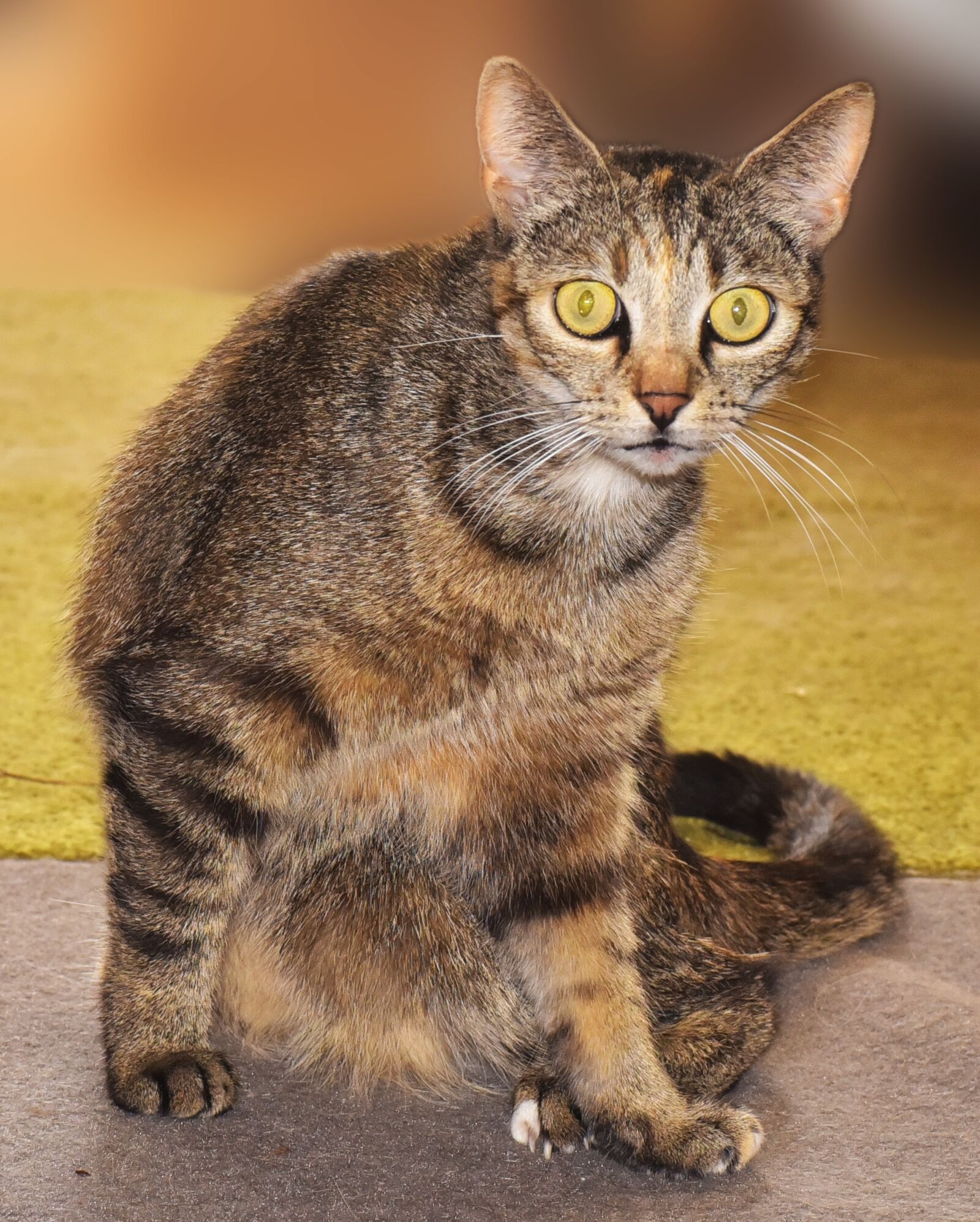 Nikon D750 sample photo. Cat, eyes, yellow eyes photography