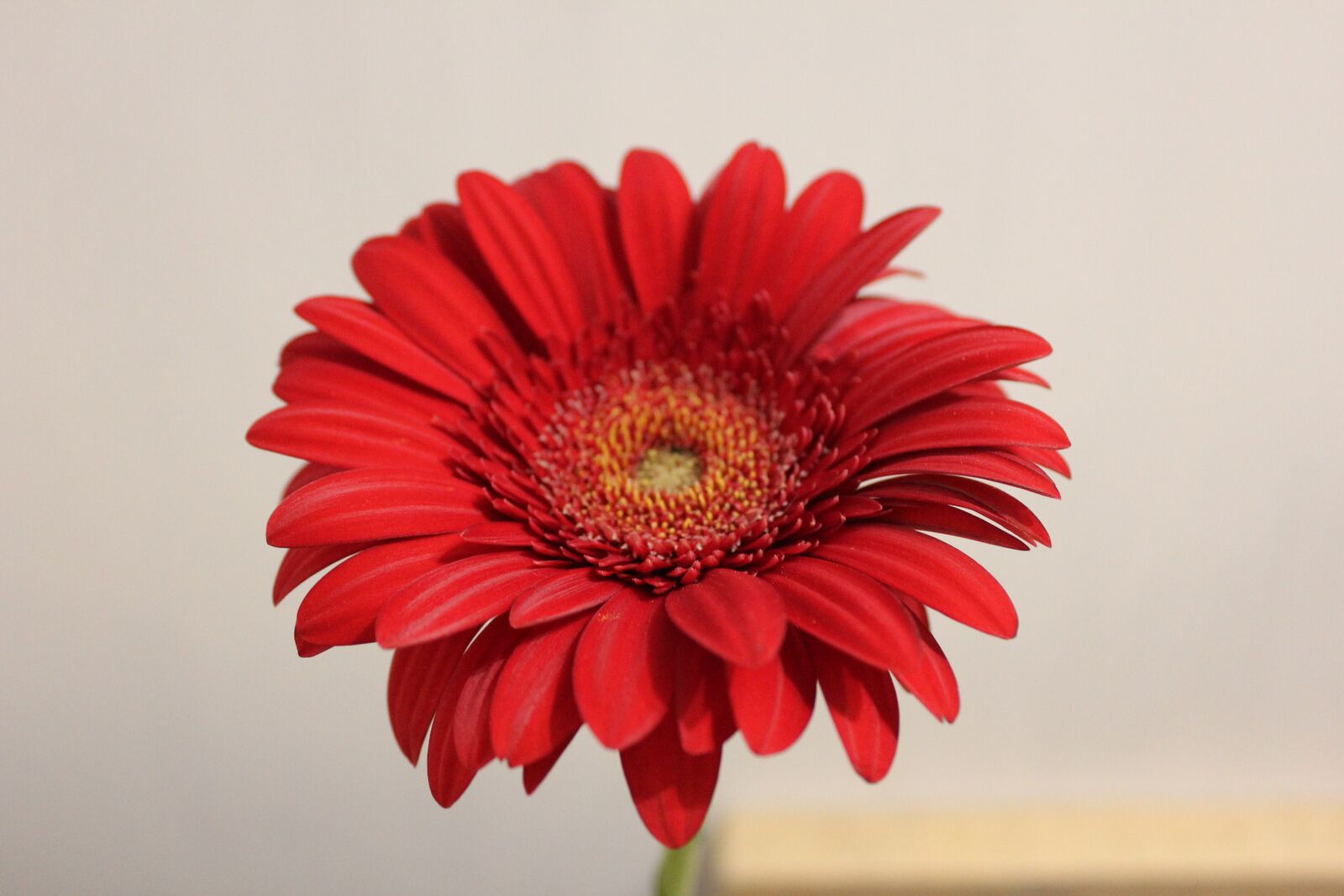 Canon EOS 550D (EOS Rebel T2i / EOS Kiss X4) sample photo. Chrysanthemum, red, flower photography