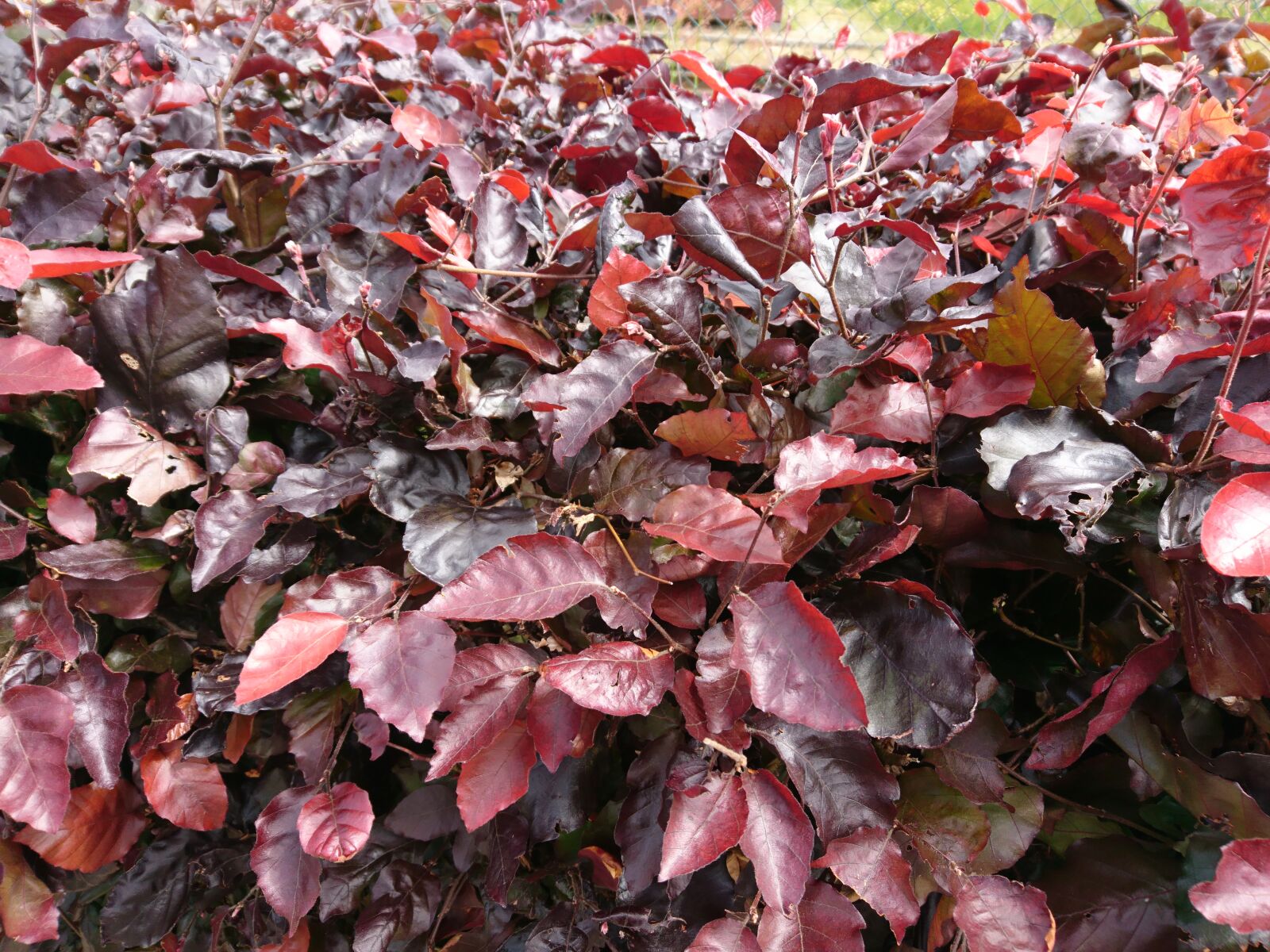 Sony Xperia X sample photo. Red, leaves, sony, cam photography