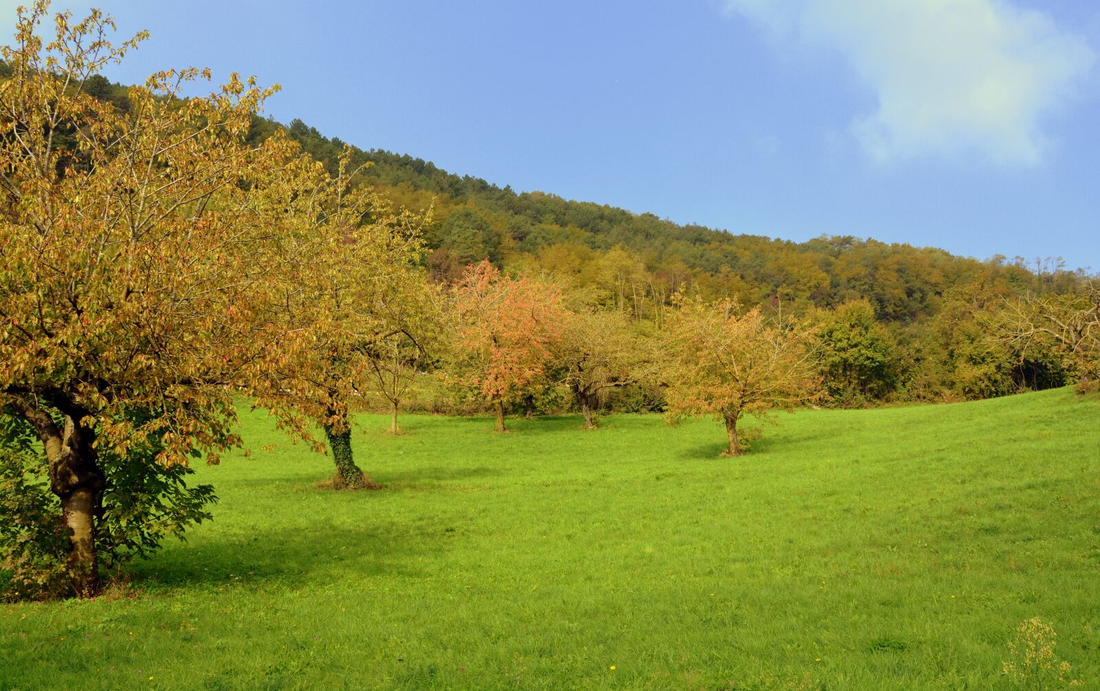 Nikon D7100 sample photo. Prato, trees, green photography
