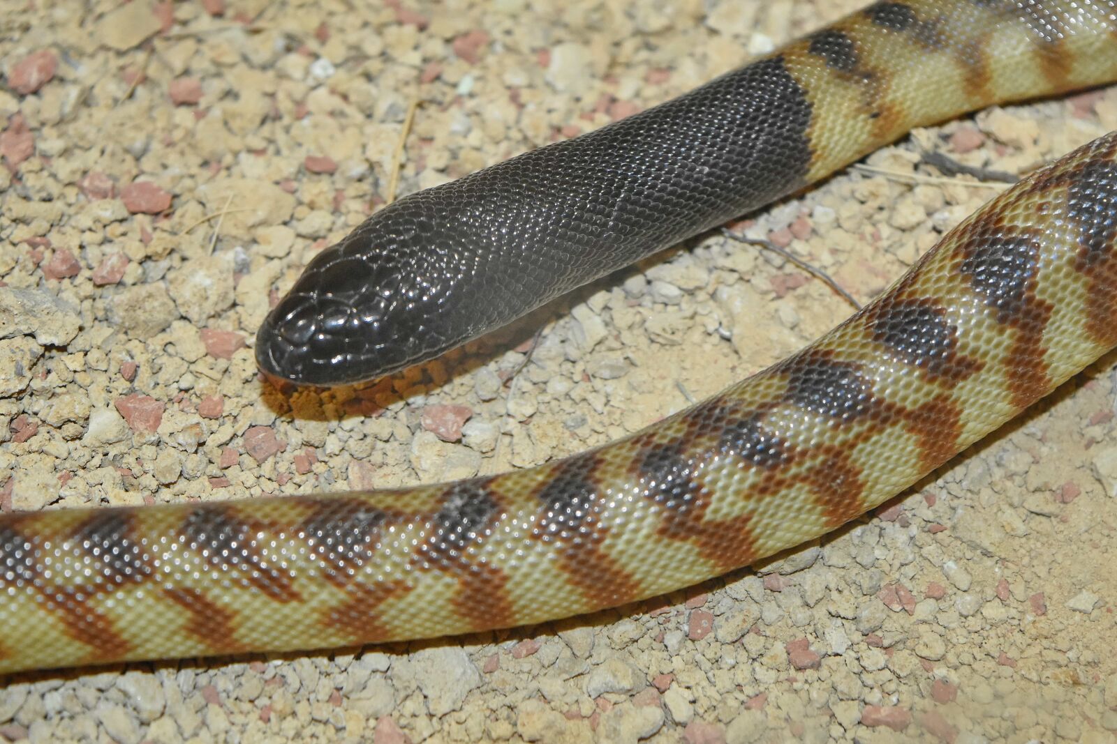 Nikon D5500 sample photo. Wildlife, reptile, king snake photography
