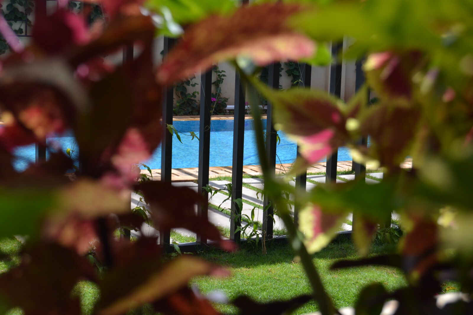 Nikon D3100 sample photo. Beautiful, flowers, poolside photography