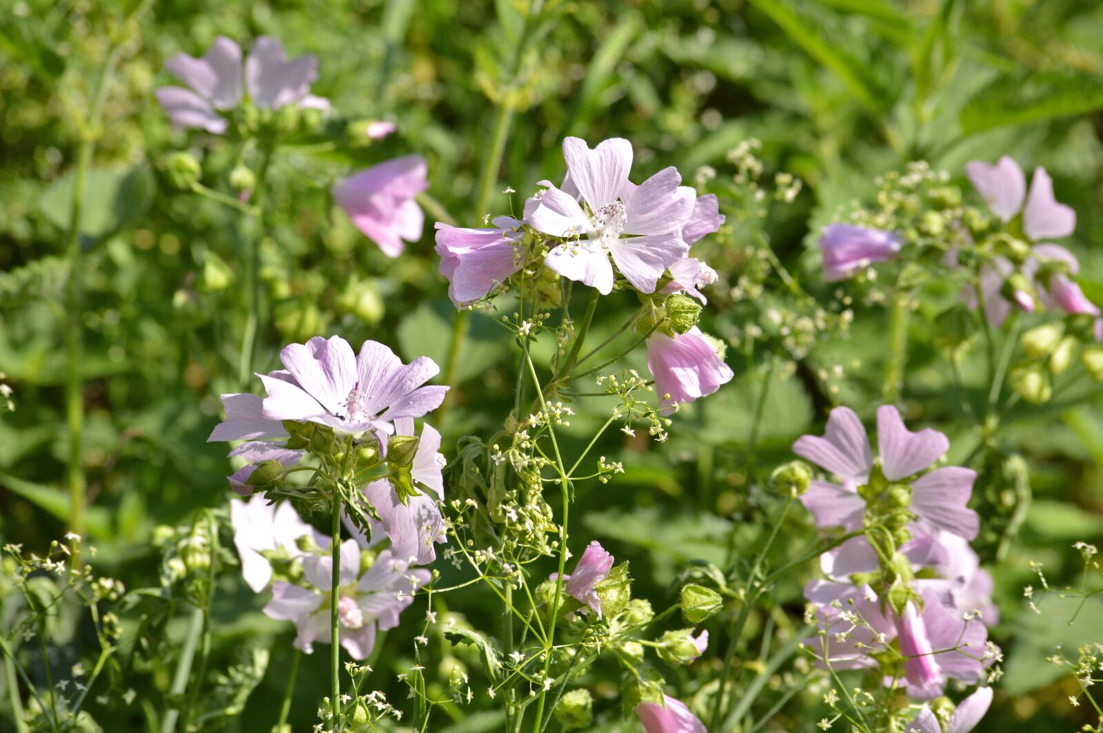 Nikon D3200 sample photo. Summer, flowers, nature photography