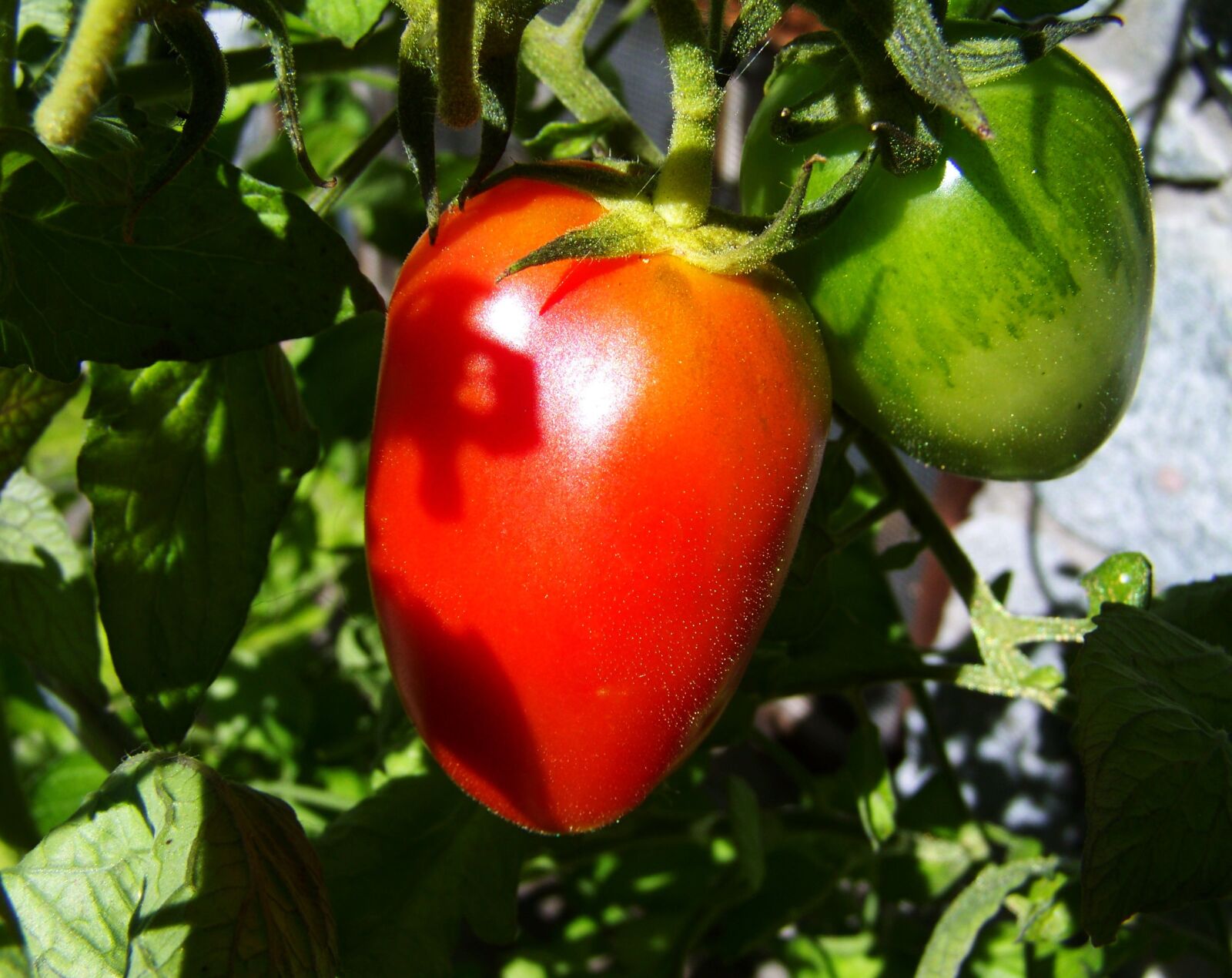 Kodak EASYSHARE ZD710 ZOOM DIGITAL CAMERA sample photo. Red-green tomato, vegetables, food photography